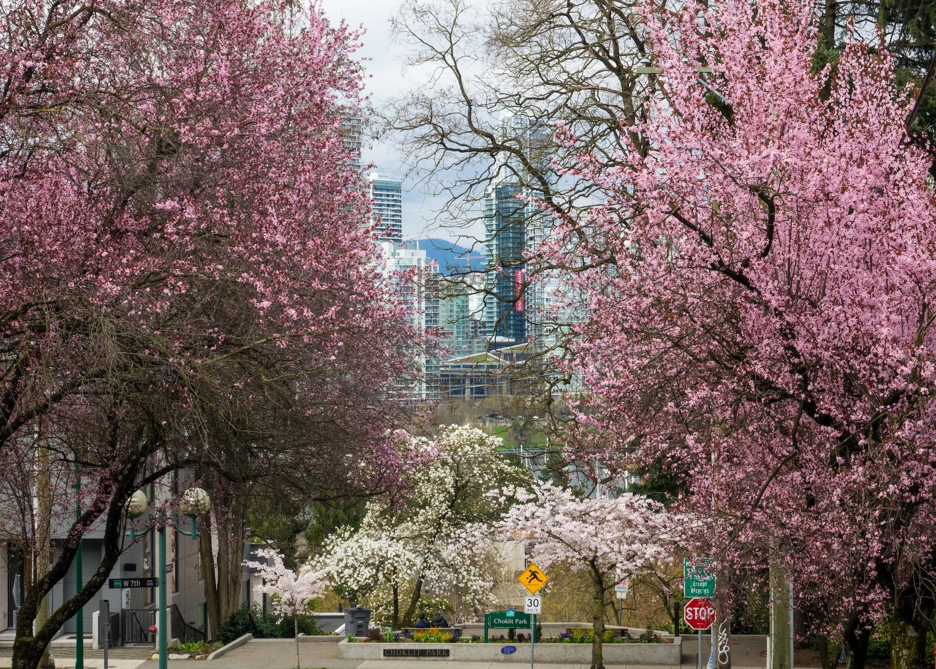 Spring Flowers - 3.jpeg