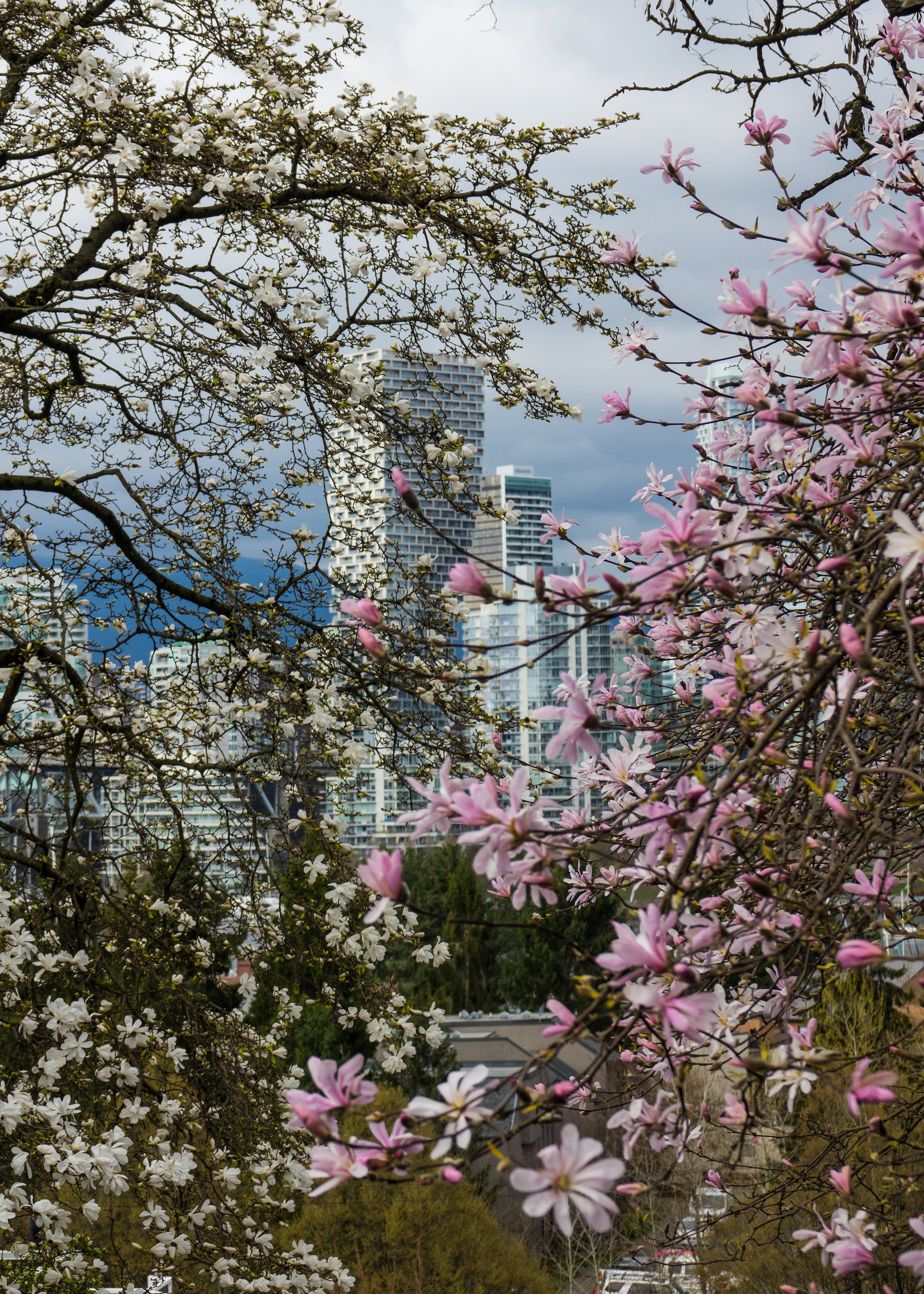  Vancouver House through the blossoms. 