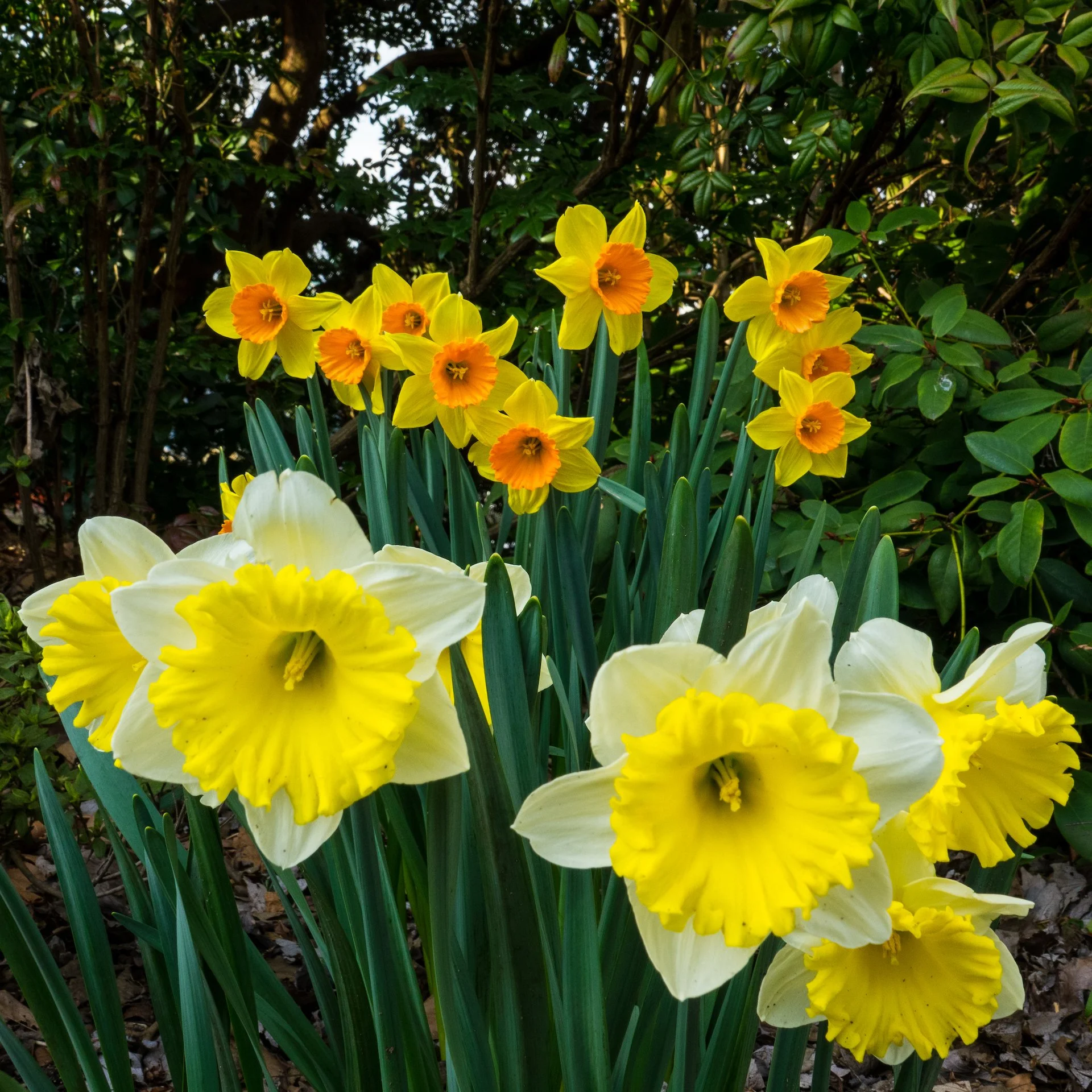 Spring Flowers - 21.jpeg