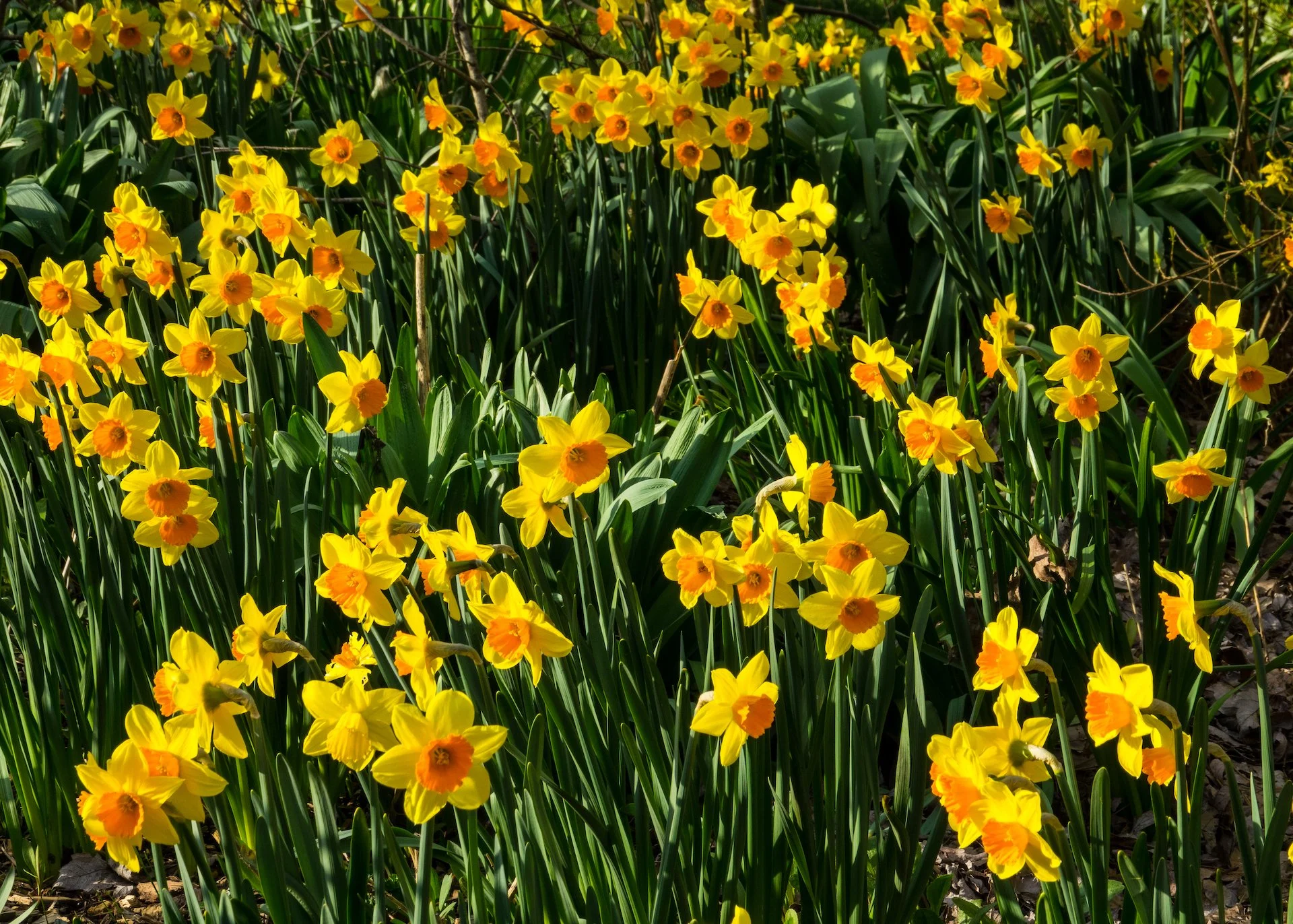Spring Flowers - 23.jpeg