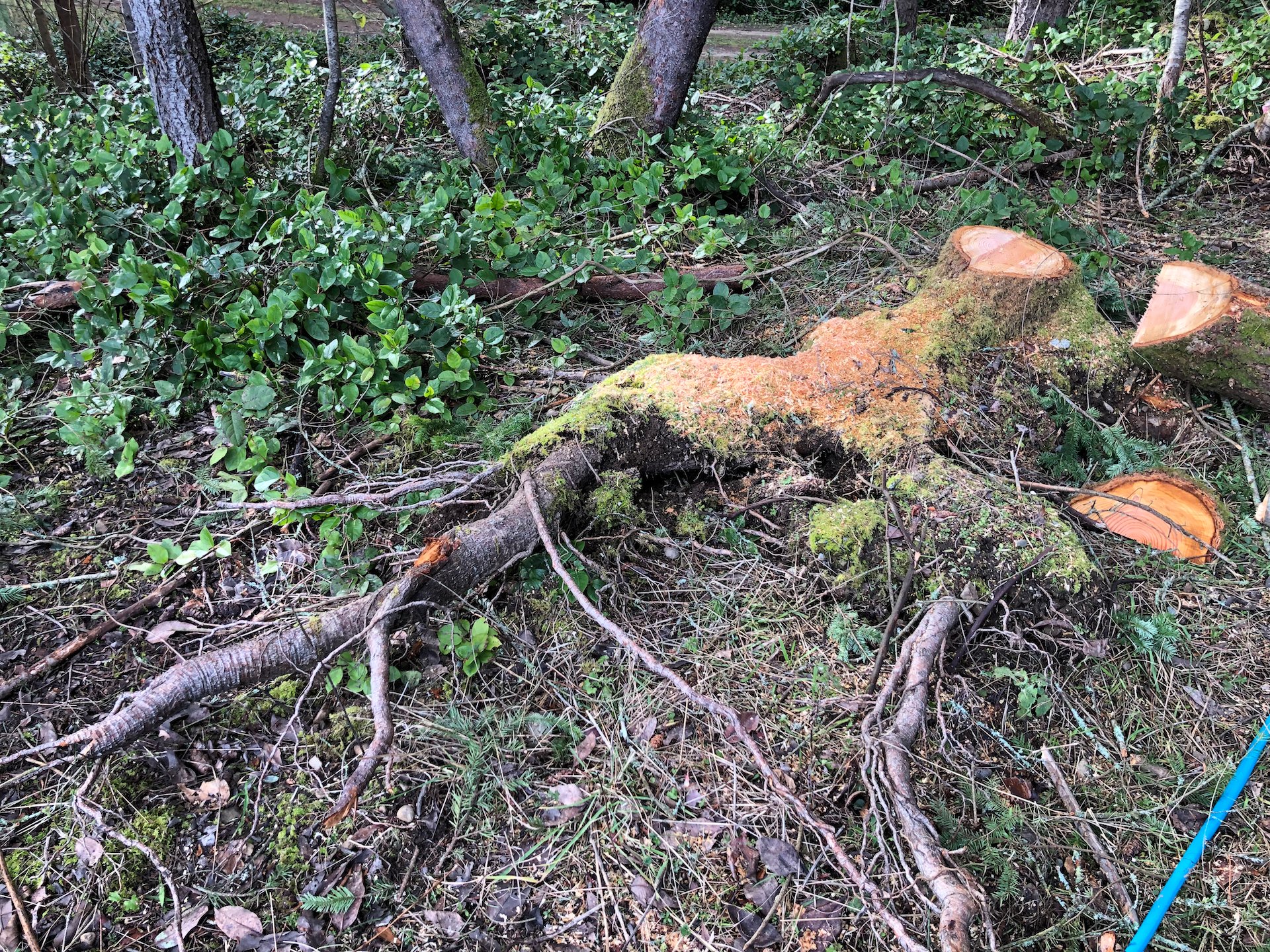  You could see that a lot of the root system had been pulled up and out of the ground. 