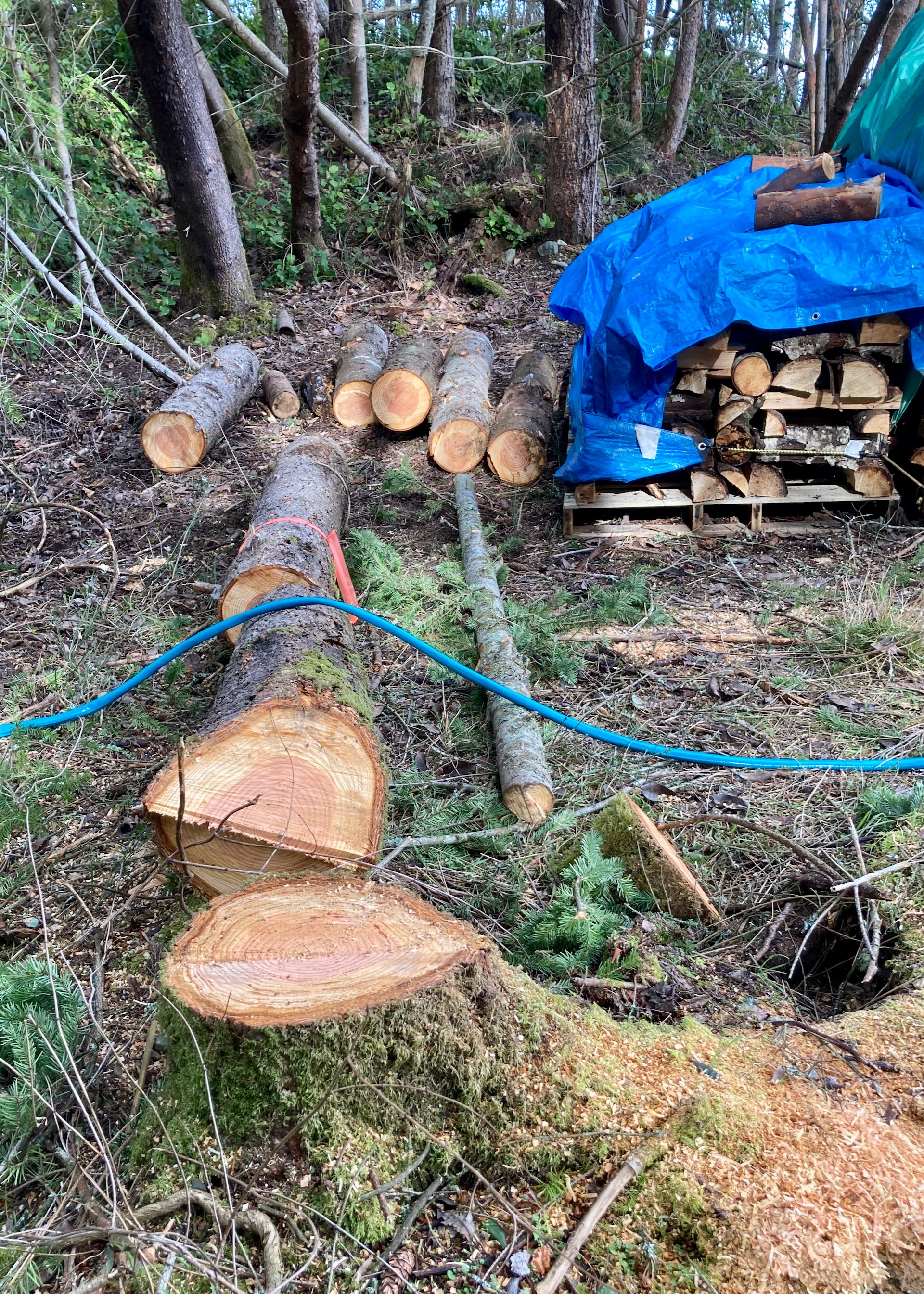  It was a pretty big tree. We ended up with a lot of logs that I need to turn into firewood. 