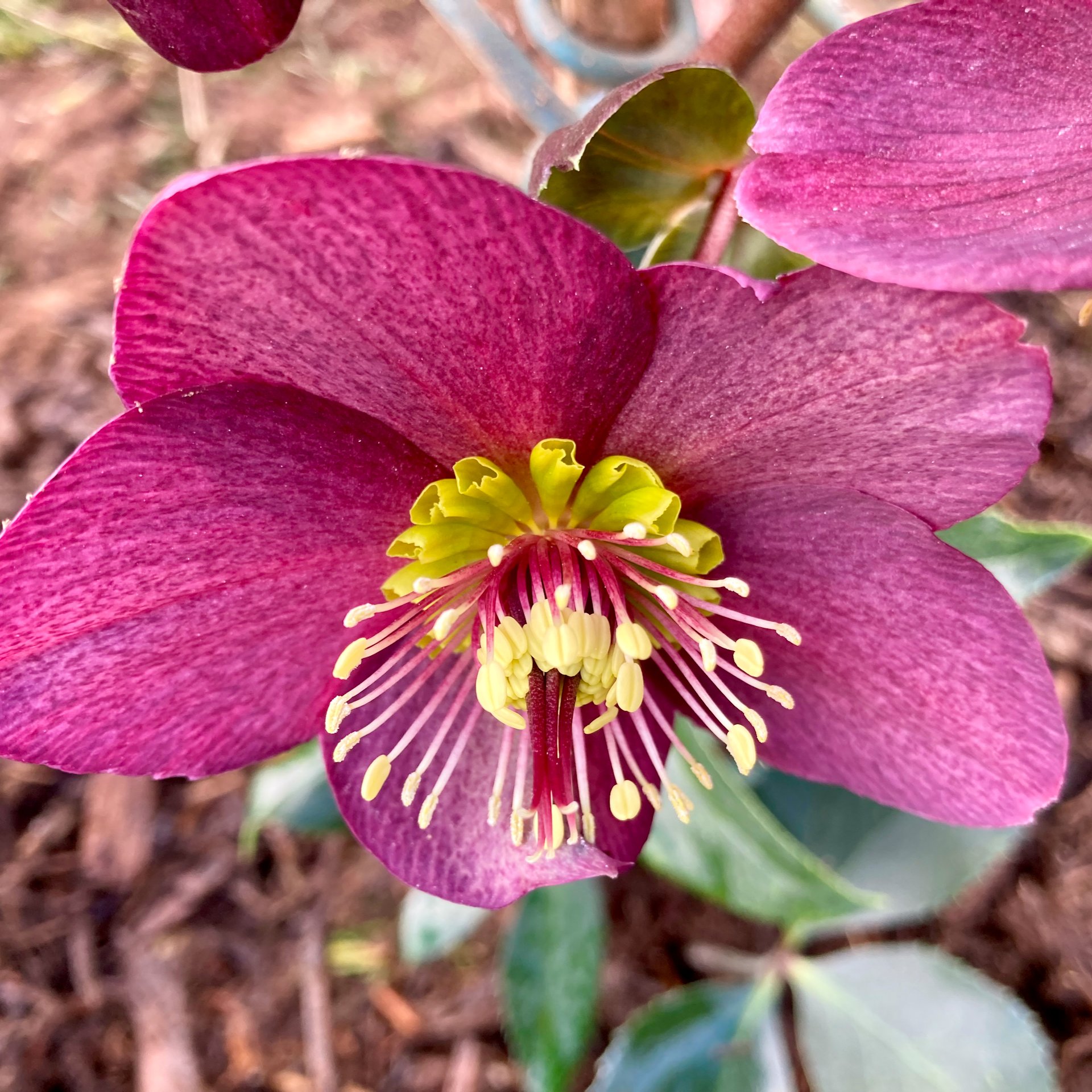  Justine planted some Hellebores, which provide interesting colour and flowers in the winter. 
