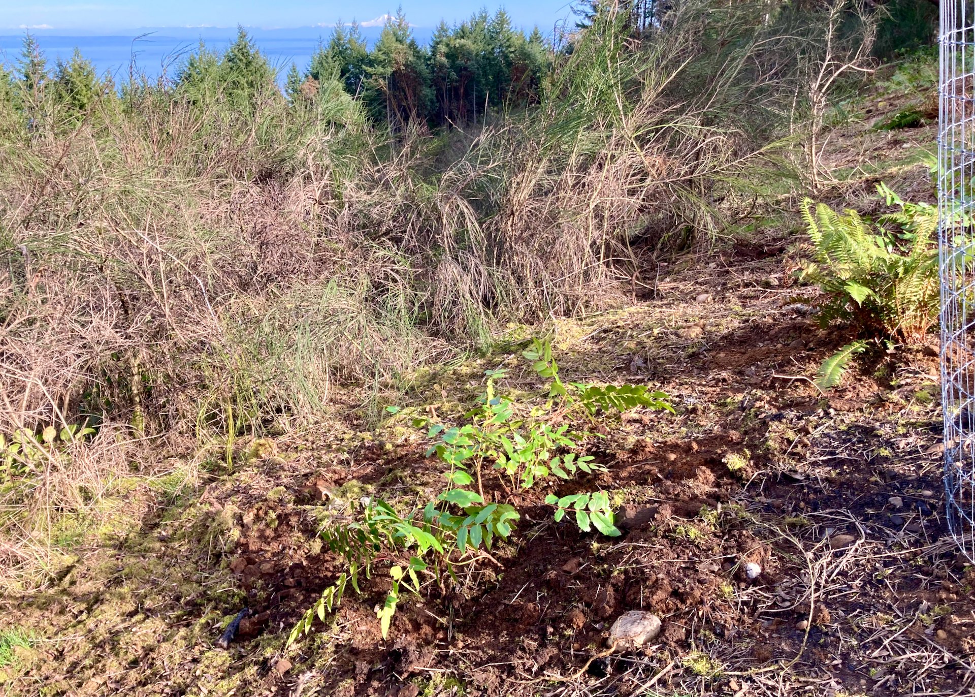  We’ve transplanted Oregon grape from our neighbors property where they are clearing land to build their cottage.  