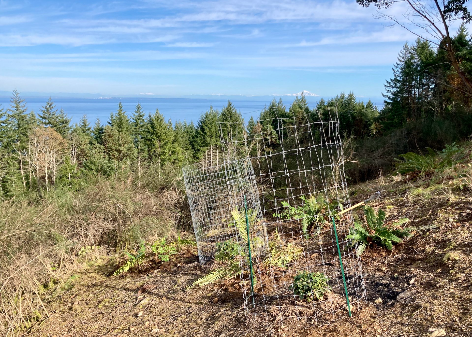  We planted a couple of rhododendrons with the hope that they’ll grow. BUt they need fencing to keep the deer from them.   