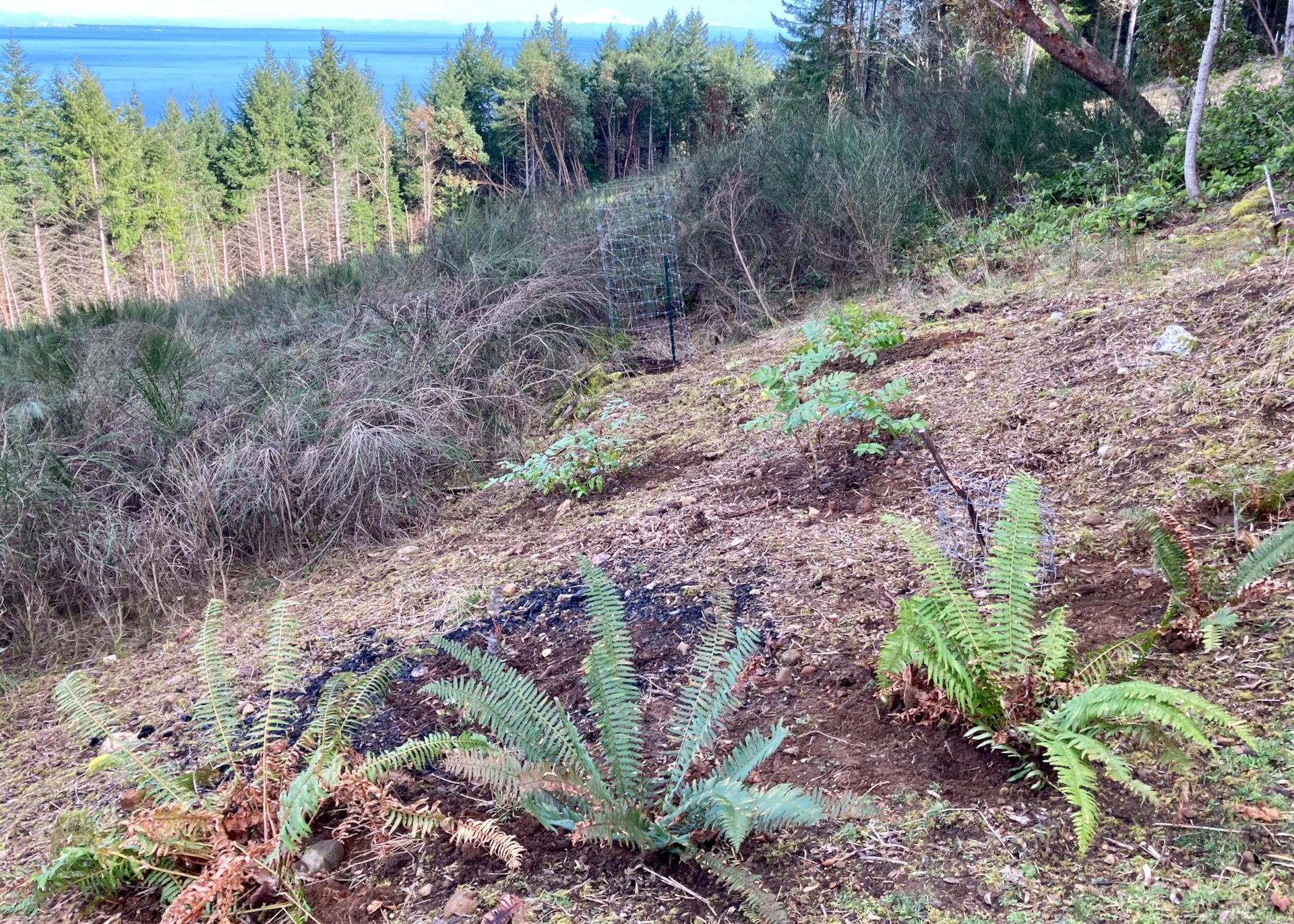  We also have been transplanting ferns, and hope that they will survive.  