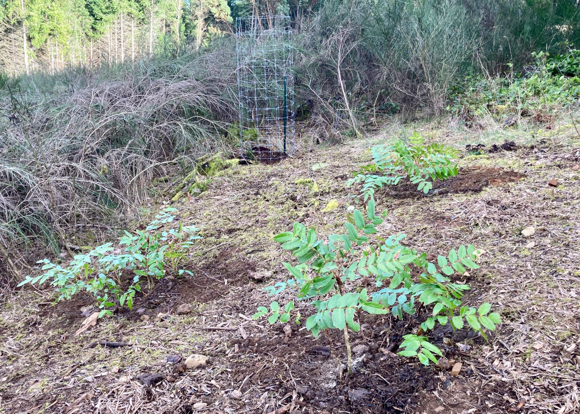  As we clear the broom, we’re trying to do what we can to replant so that the broom doesn’t come back as easily. We’re seeding with grass and planting as much natural vegetation as we can.  