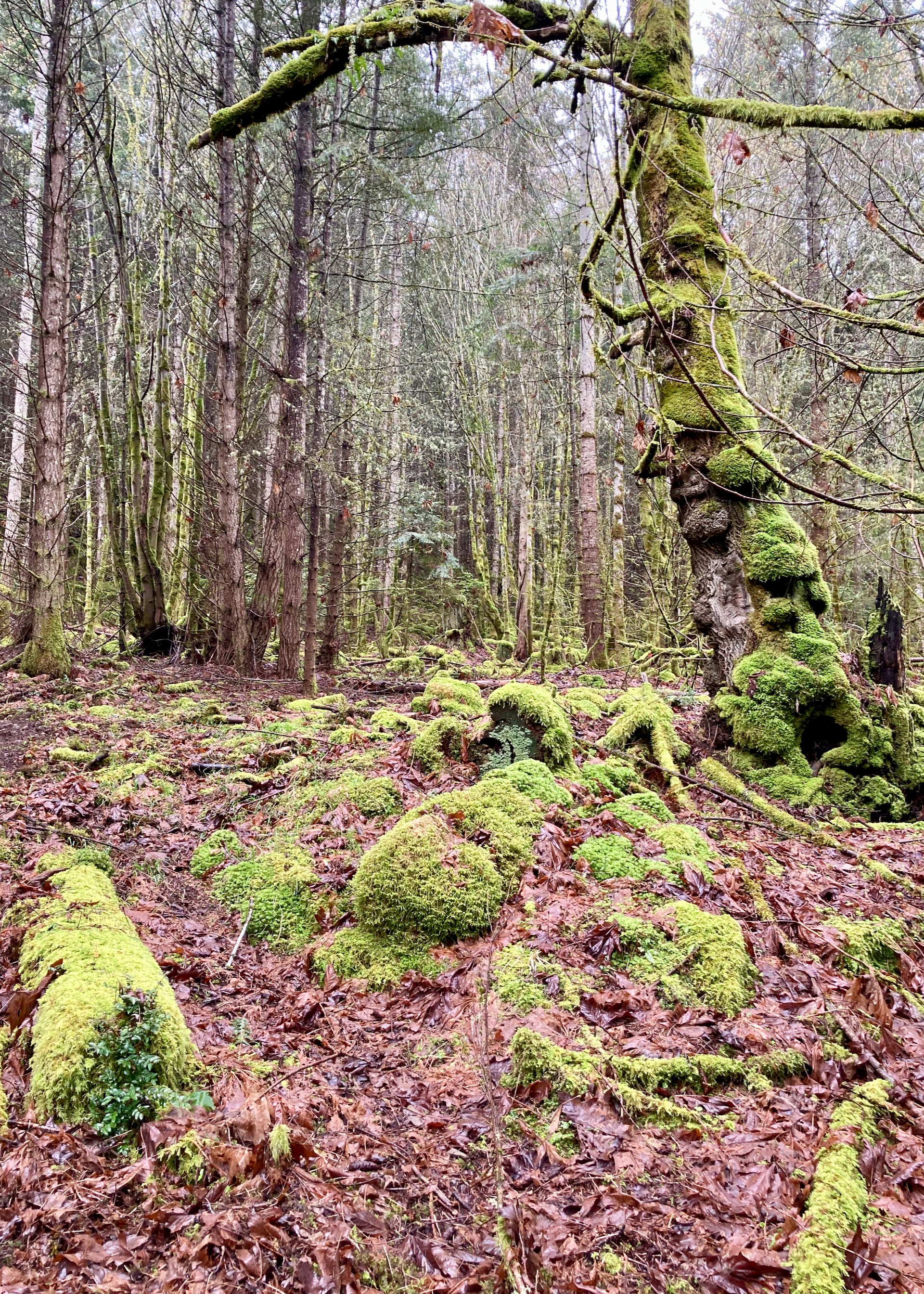  It’s a very mossy area with lots of broad leaf maples. It was beautiful. 