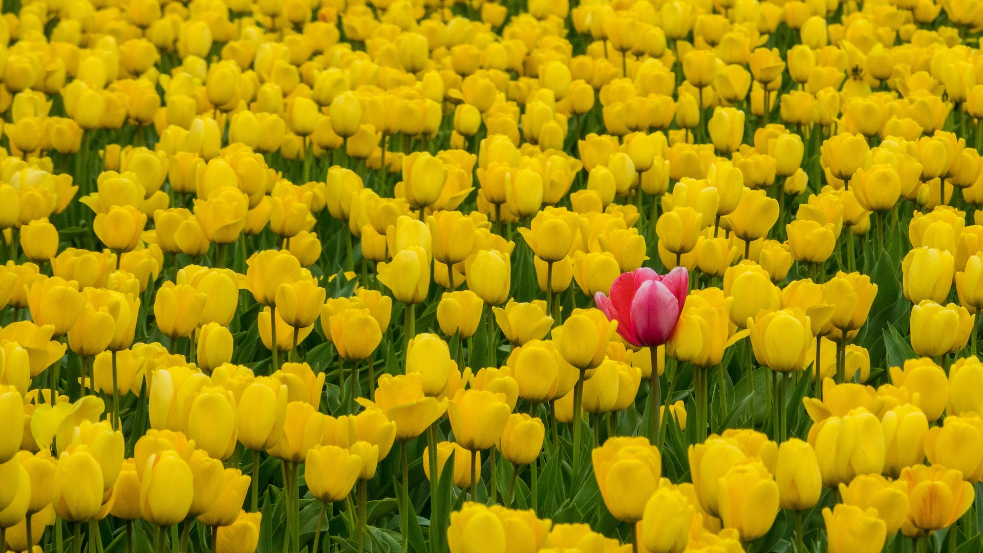 Spring Flowers and Kids - 16.jpeg