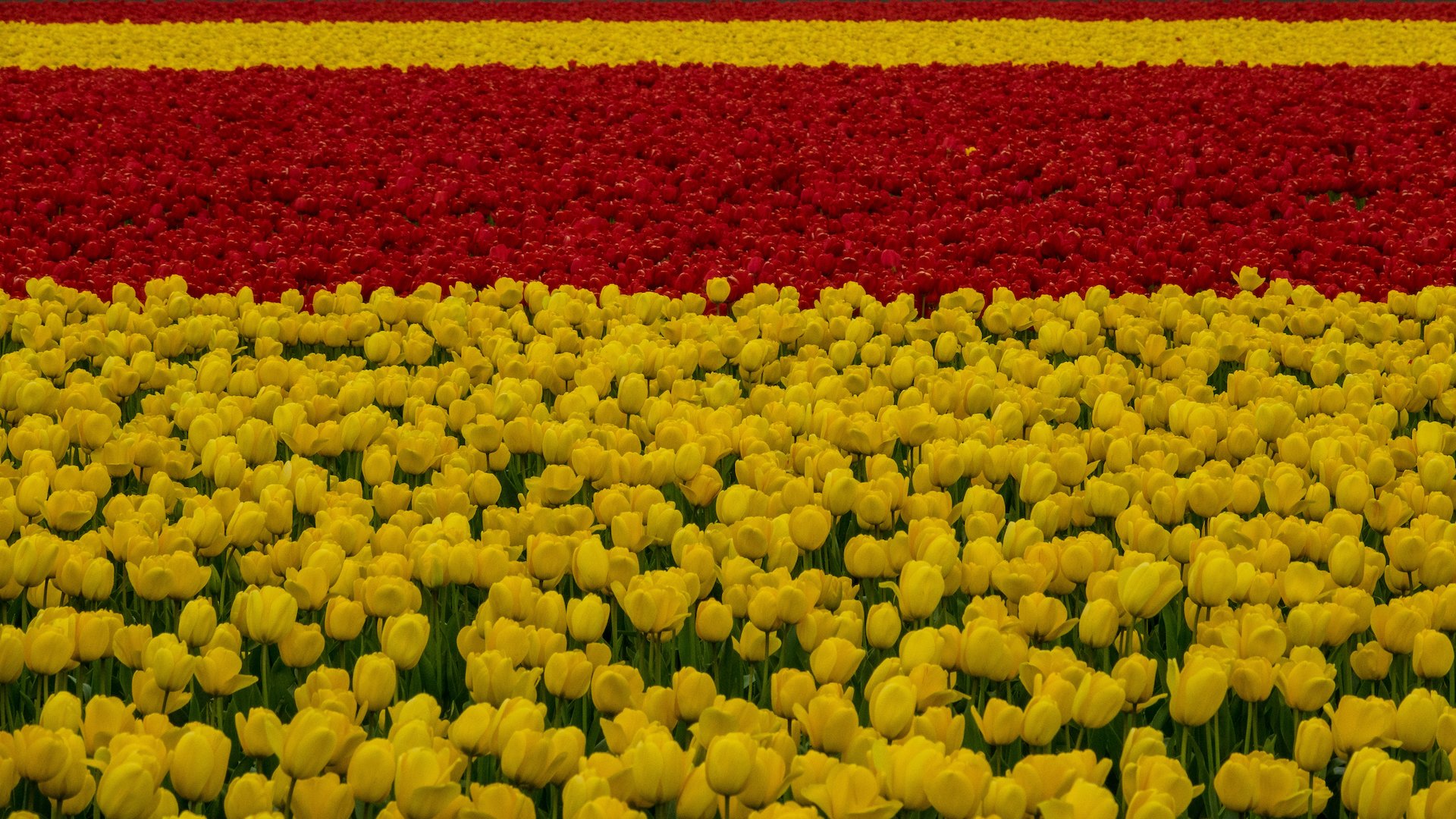 Spring Flowers and Kids - 20.jpeg