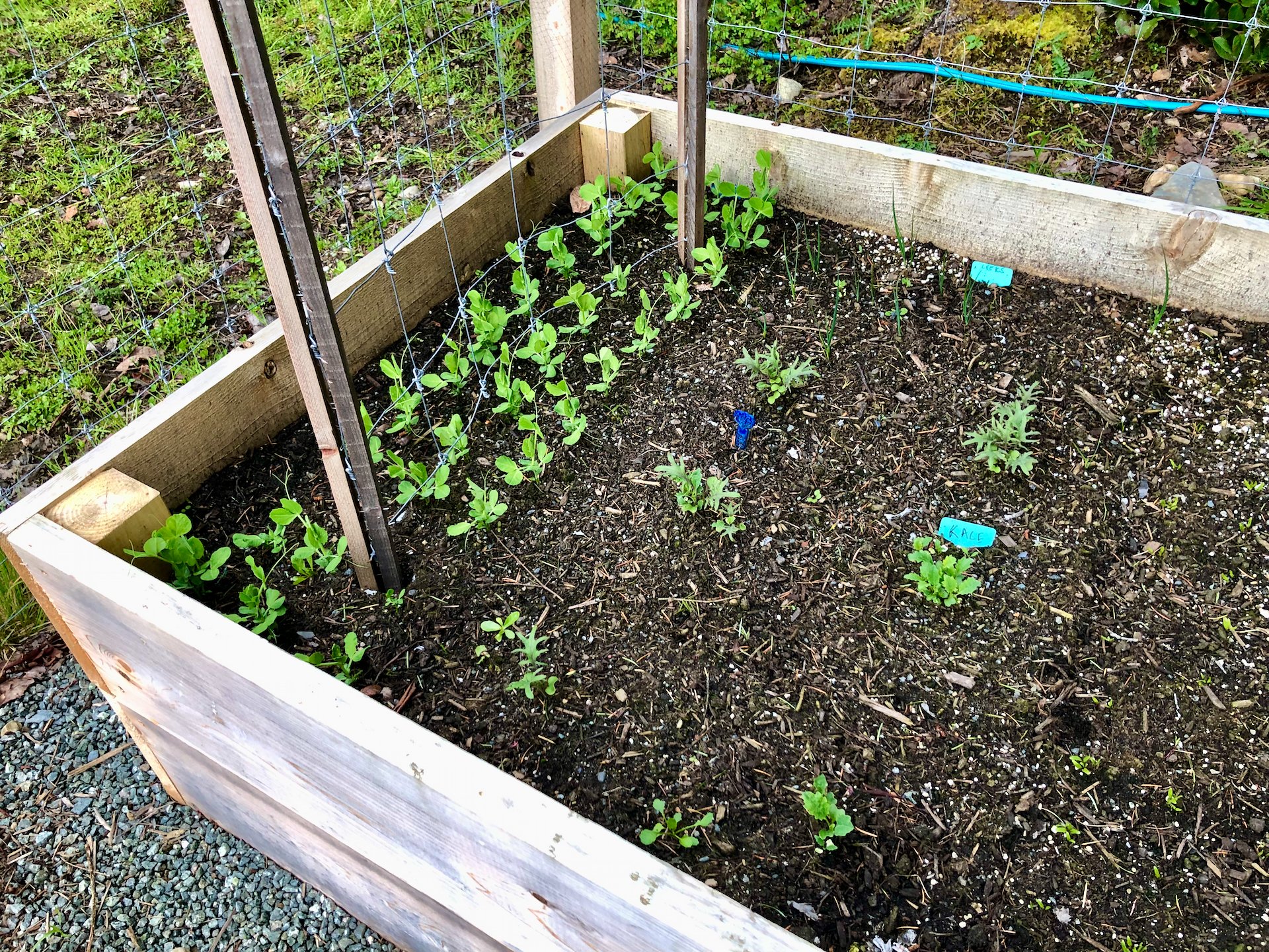  The peas are growing well. I added the trellises in so they can start climbing immediately. The kale is starting to sprout. 