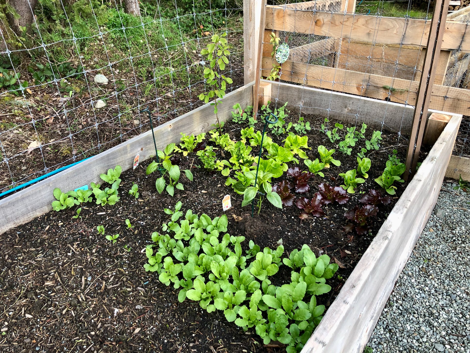  In the other bed, the radishes are loving the cool weather. And the peas at that end are also doing well. 