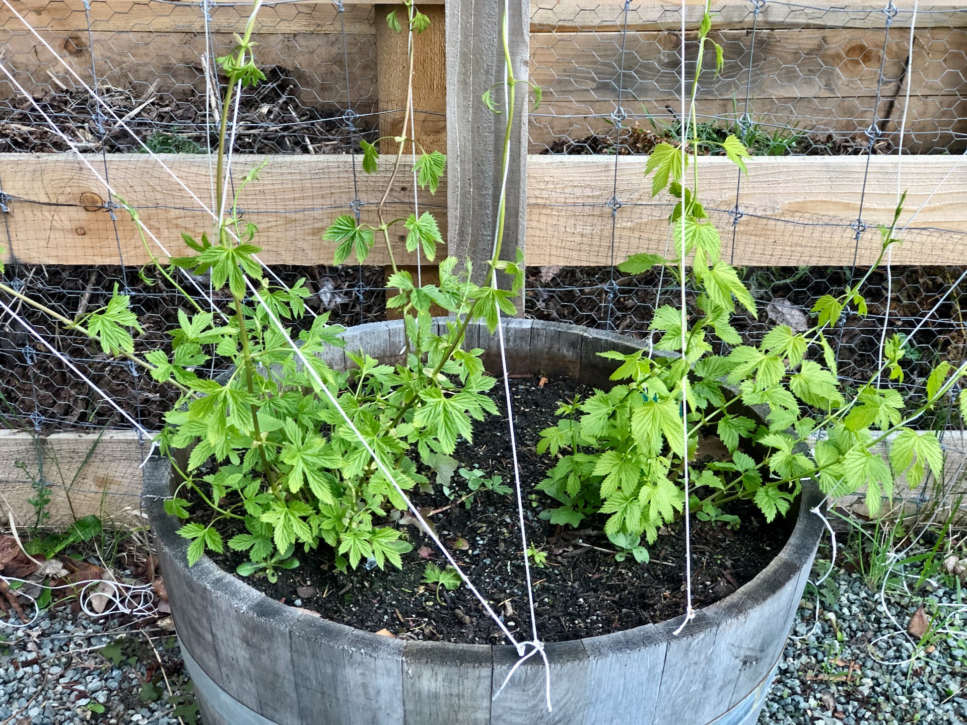  The hops have come back well from last year. There’s probably three times as many shoots this time. We had to redo the ropes they are climbing on. 