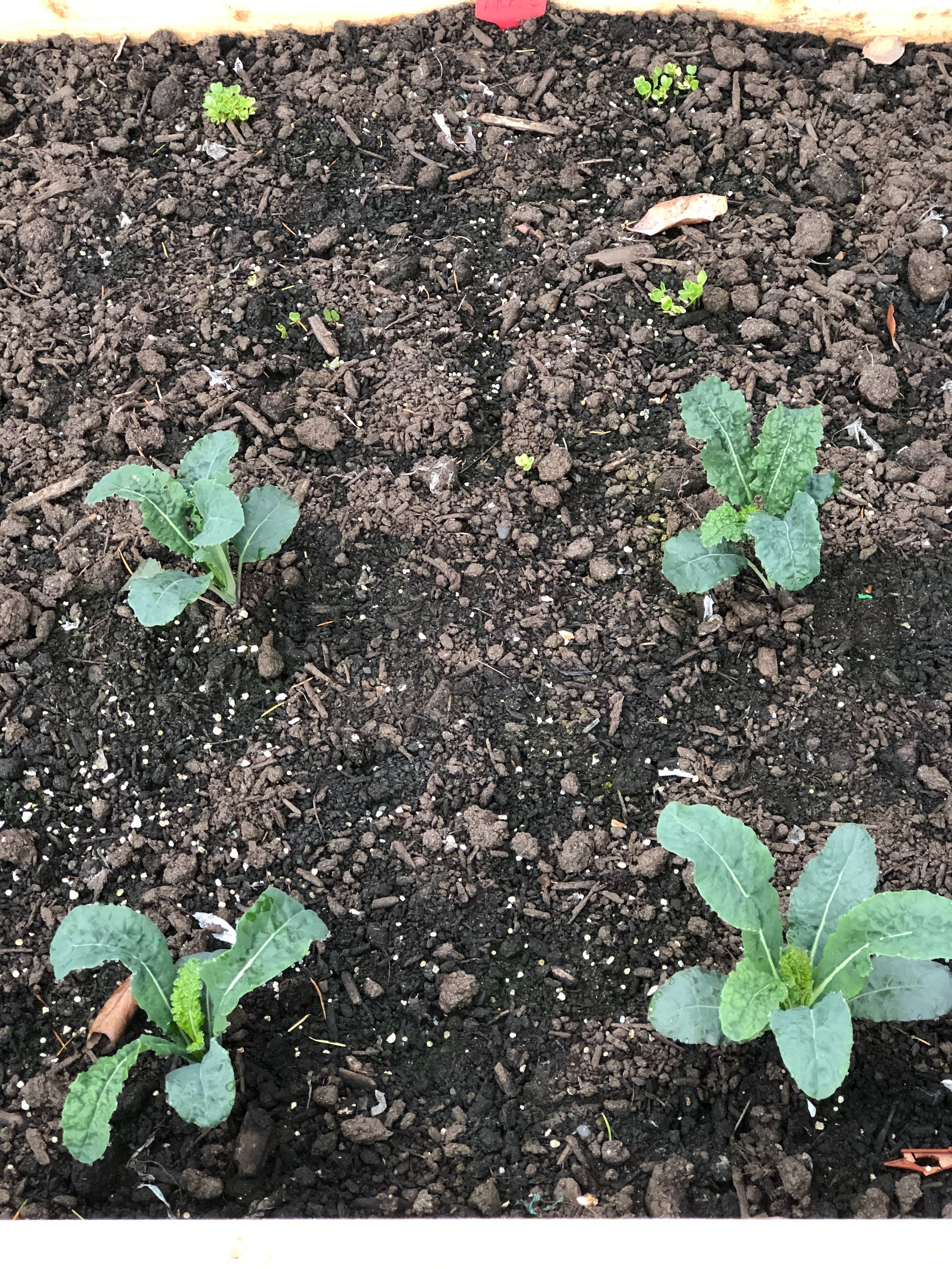  More kale plants - we’re going to eat a lot of kale. 