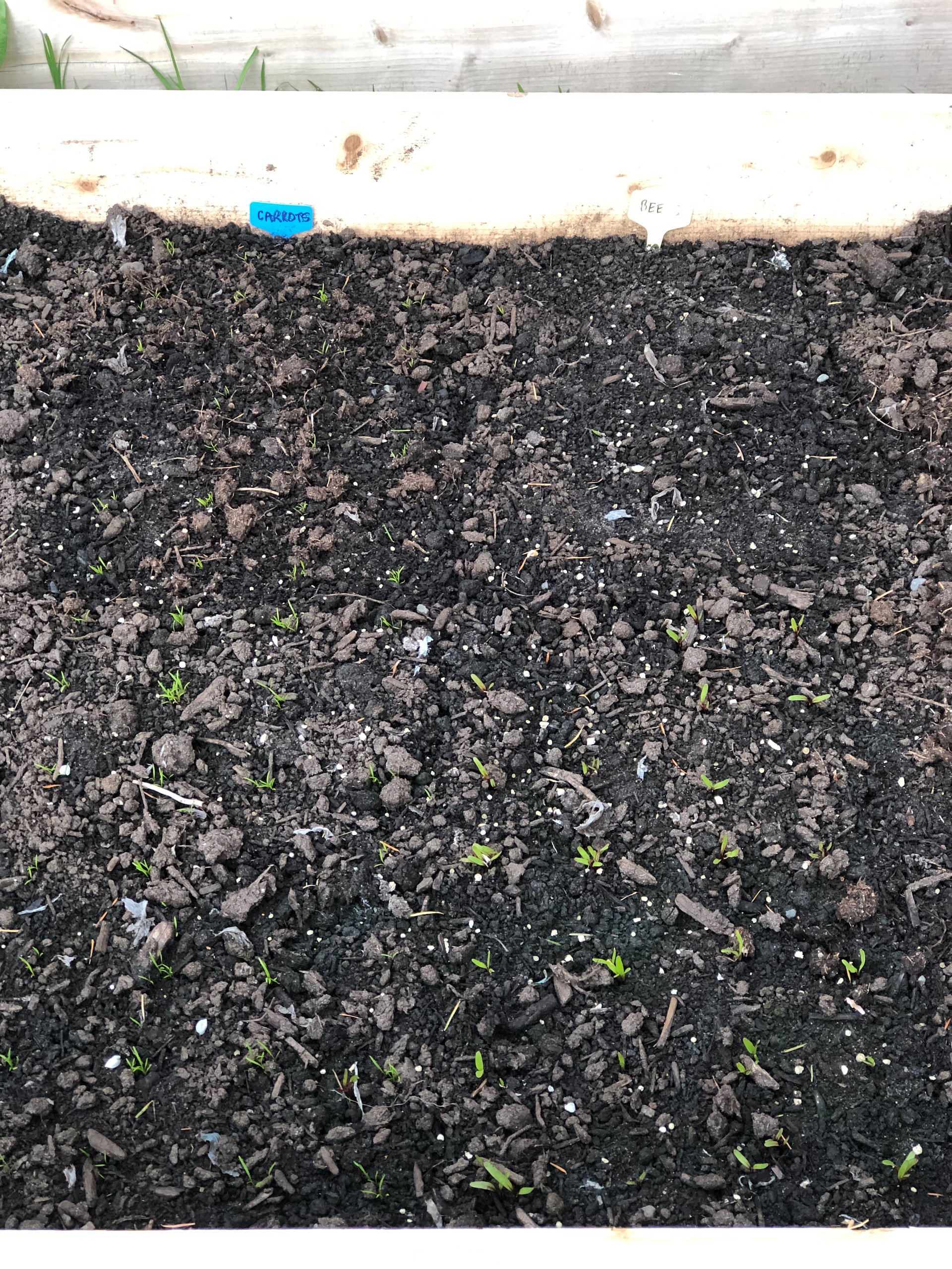  The carrots and beets have started to sprout.  