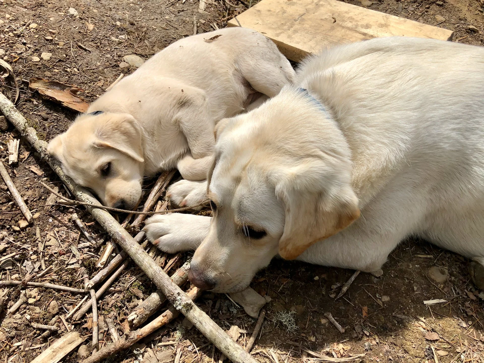 Galiano Gardens April 2022 - 17.jpeg