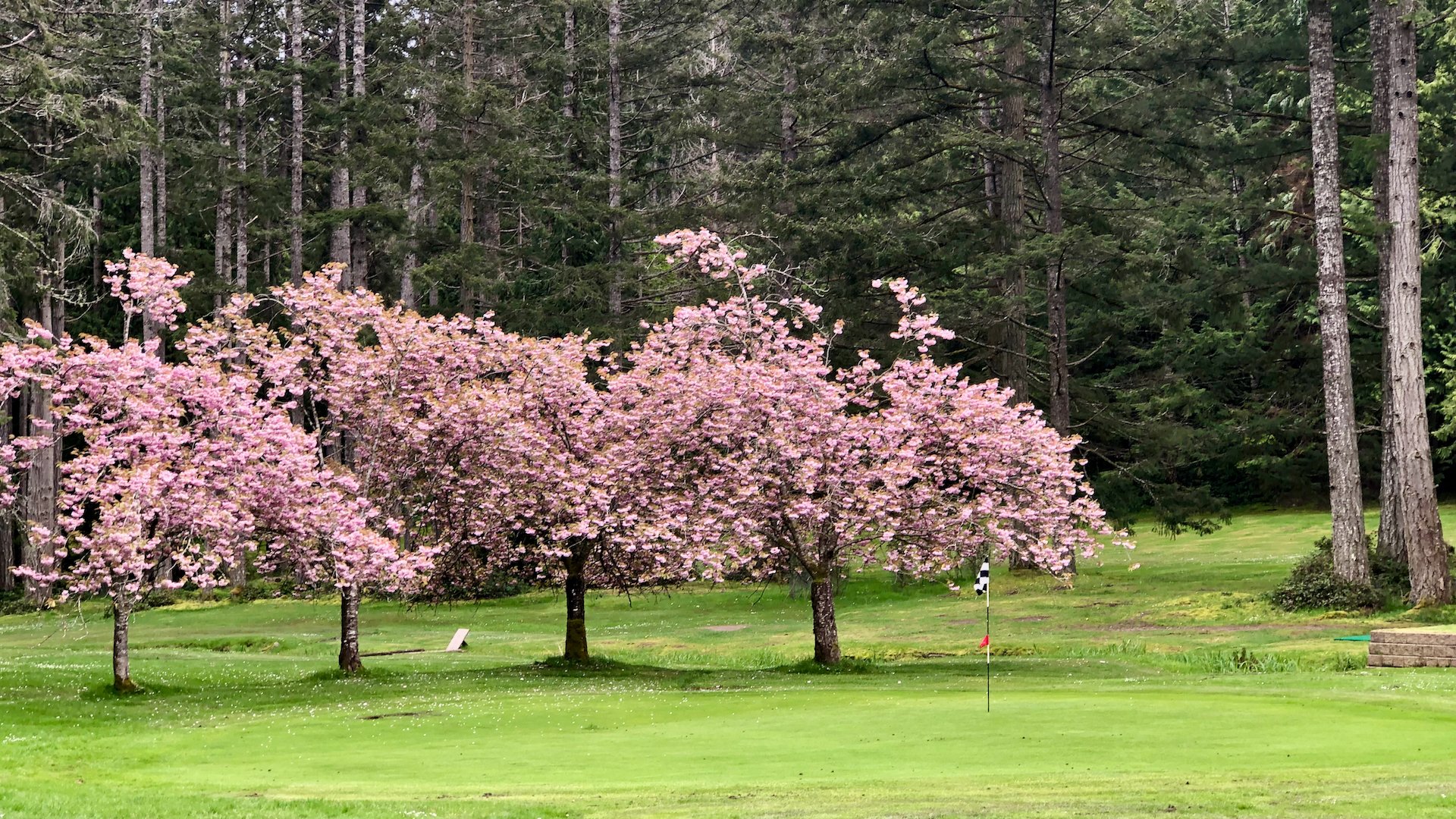  The cherry blossoms are still in bloom behind the green at the first hole. It’s a nice start to the round. 