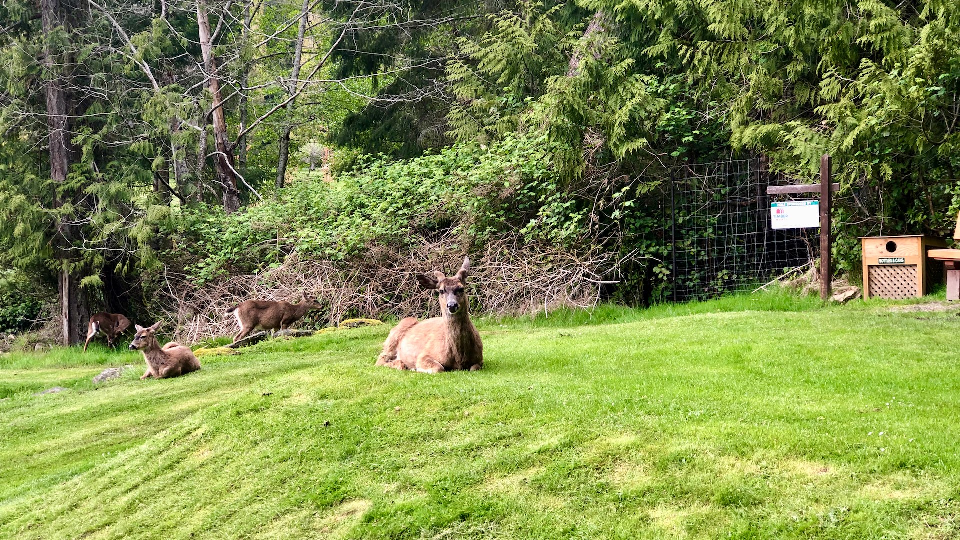  The local herd of deer are hilarious. This one was sitting on the second tee while its friends browsed away. It didn’t move until I walked right beside it, but my ball on the tee and took a couple of practice swings. Crazy beasts. 