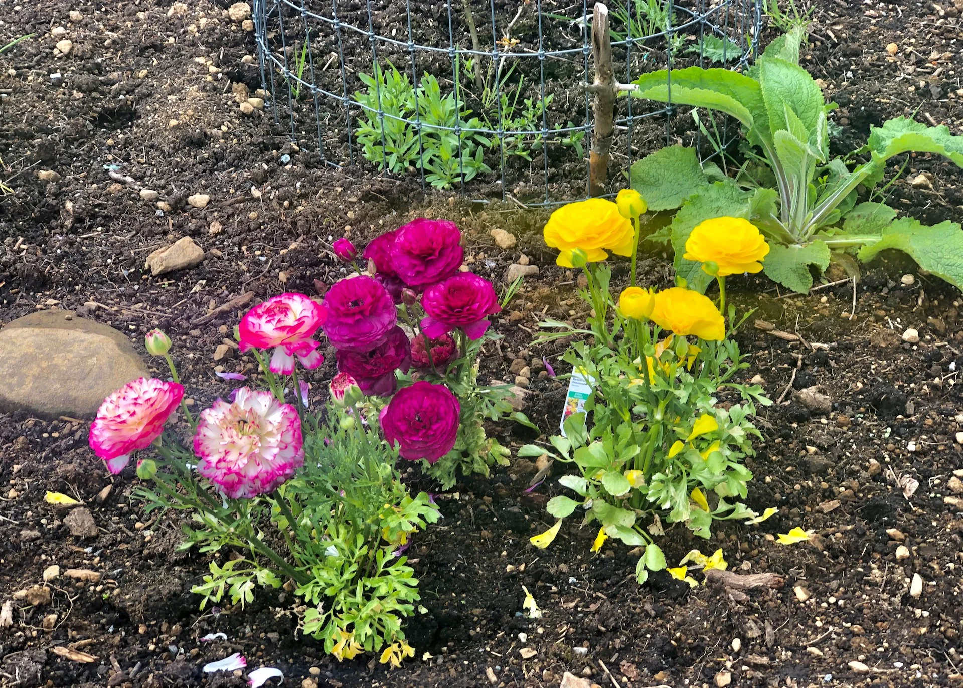  While the deer ate our lupins, they left these alone. 