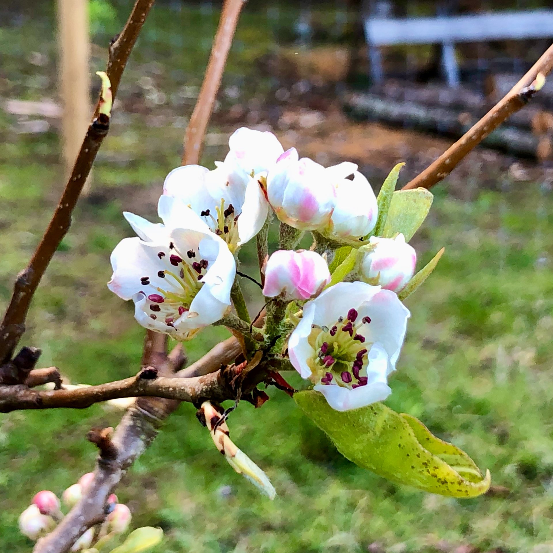  One of the pear trees has lots of blossoms just starting to open. 