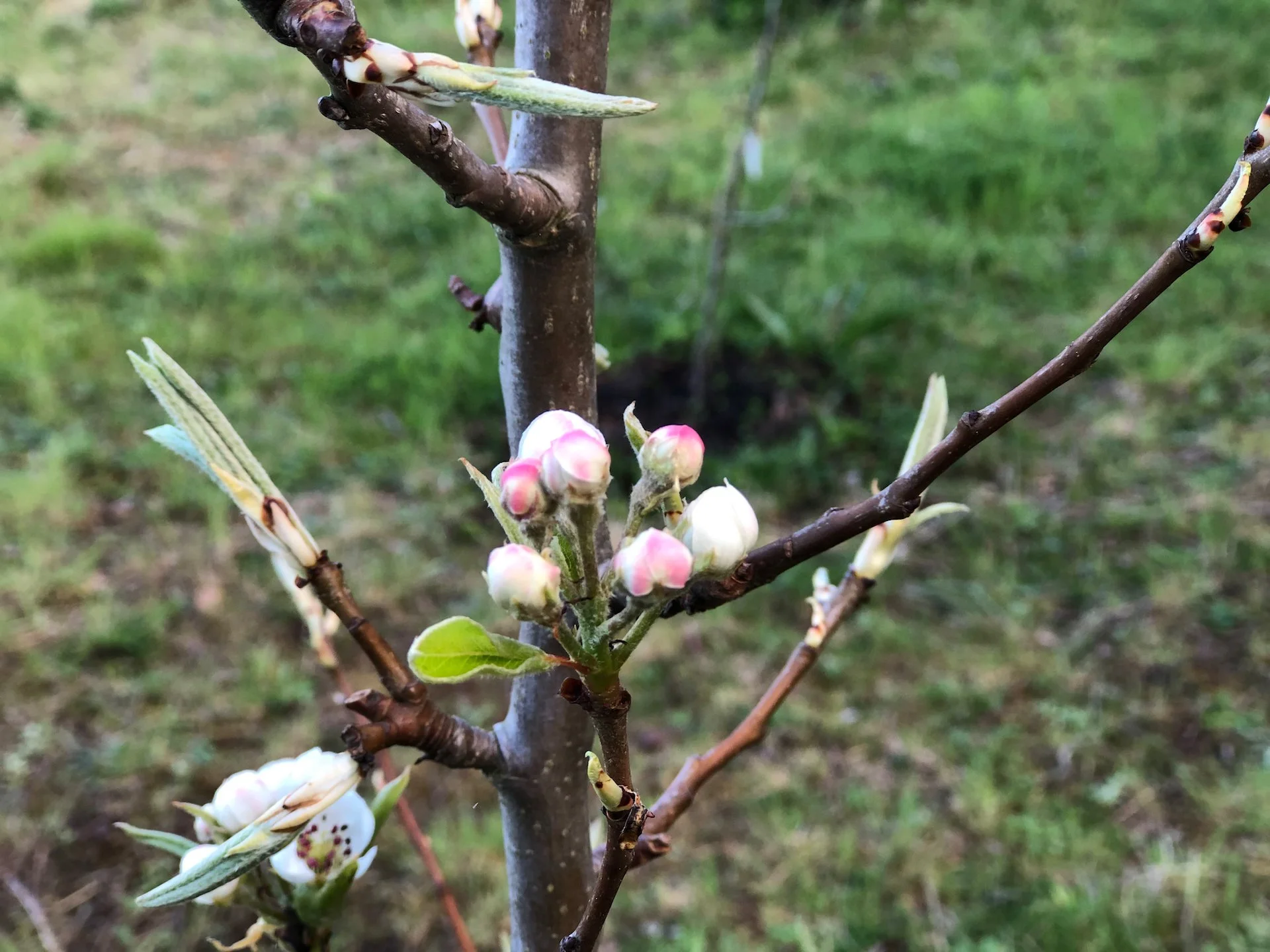 Galiano Gardens April 2022 - 3.jpeg