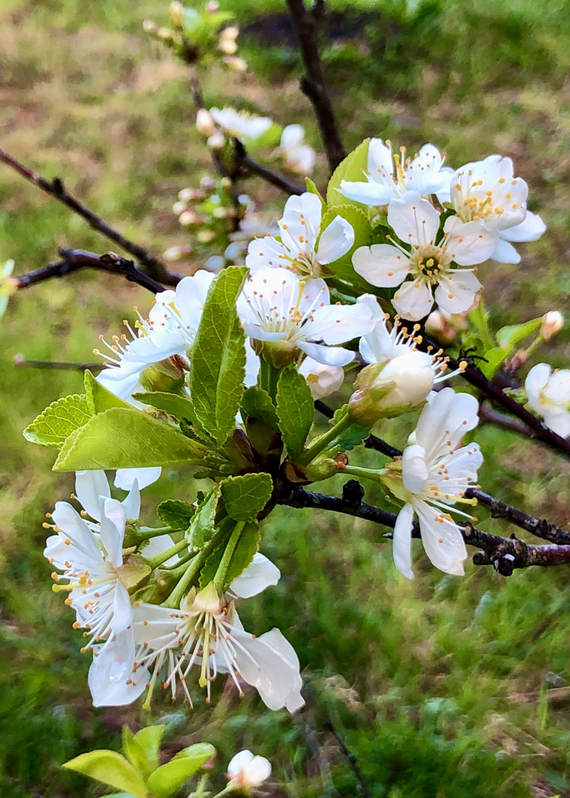  And one of the small cherry trees is in full bloom. 