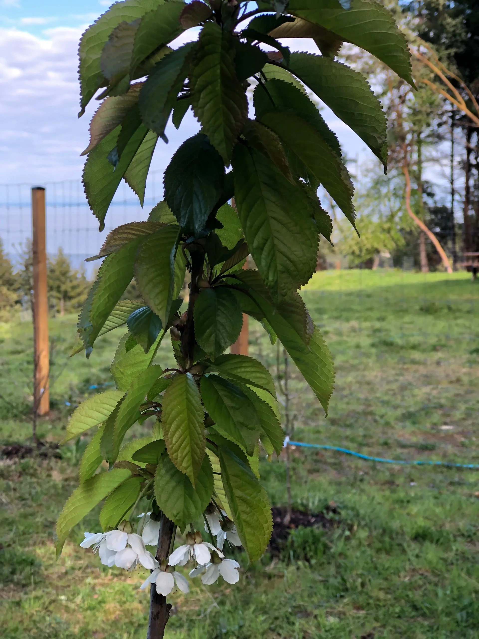  The other three small cherries are not blooming quite as much. 
