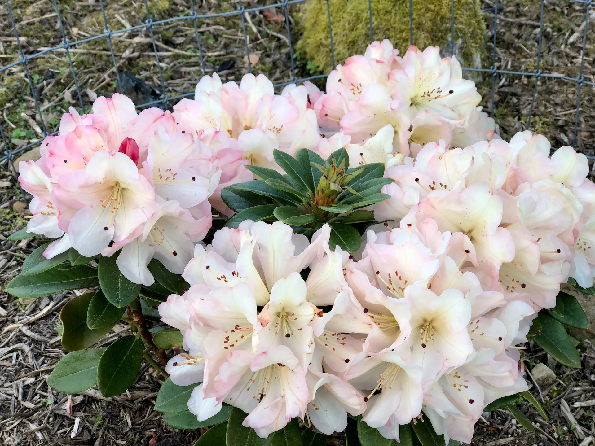 Galiano Gardens April 2022 - 20.jpeg