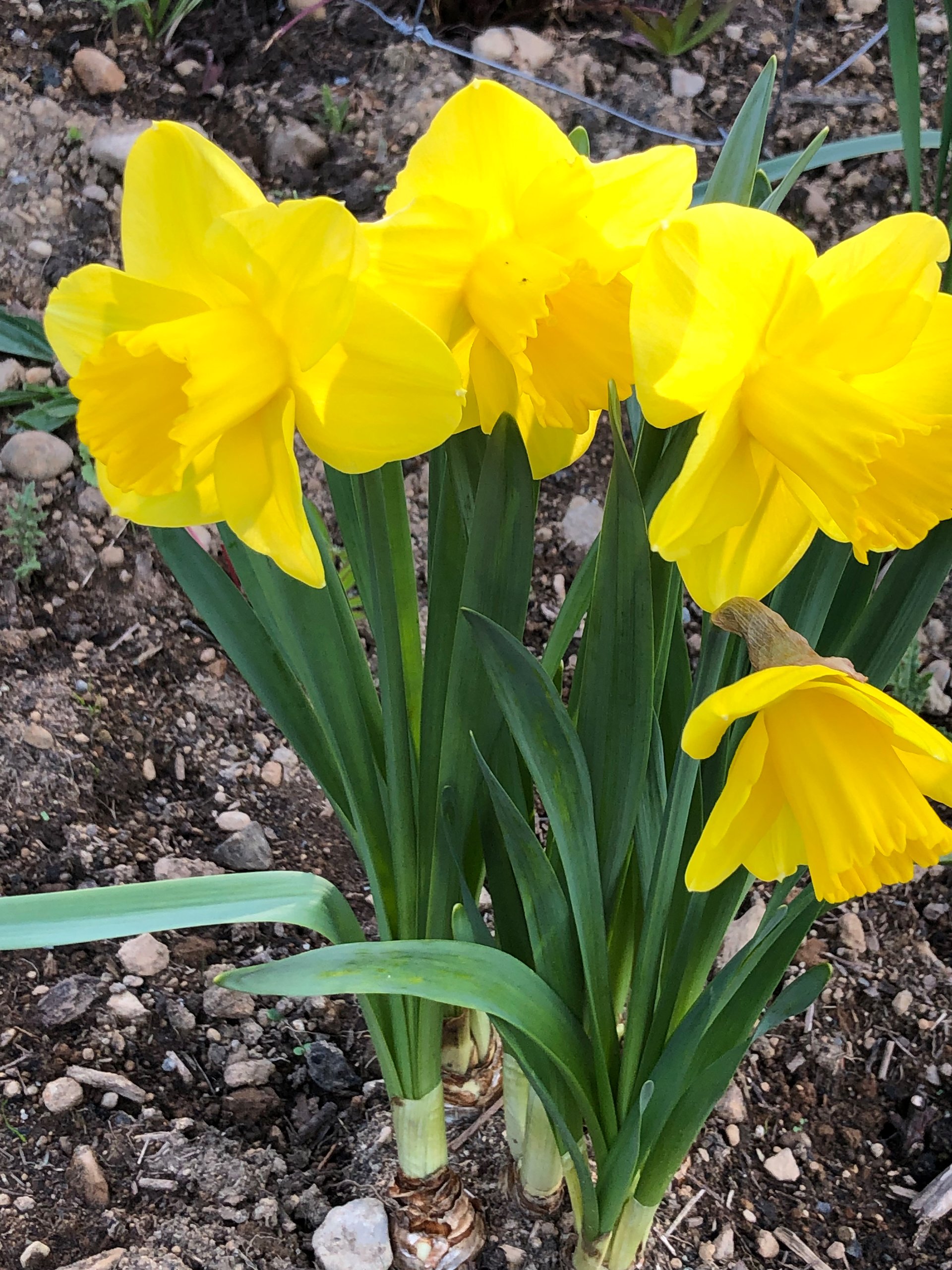  We thought these were mini daffodils when we bought them. Nope, they’re huge! 