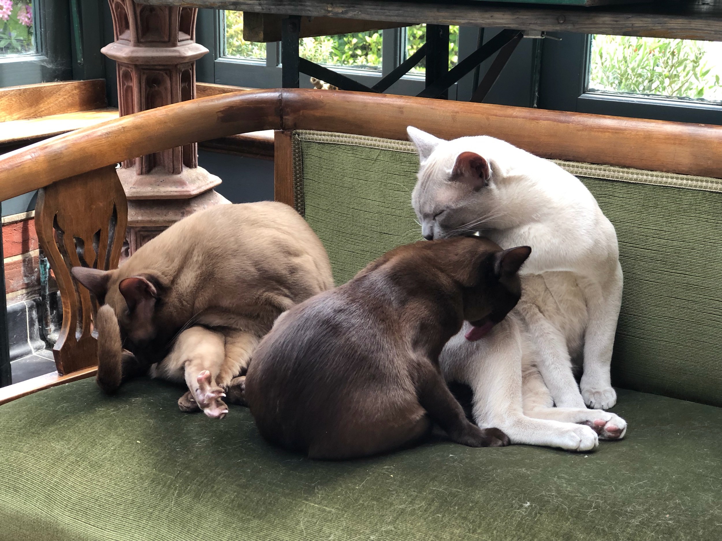  The other family members that I got to hang with. They weren’t great for my allergies, but I do love cats. 