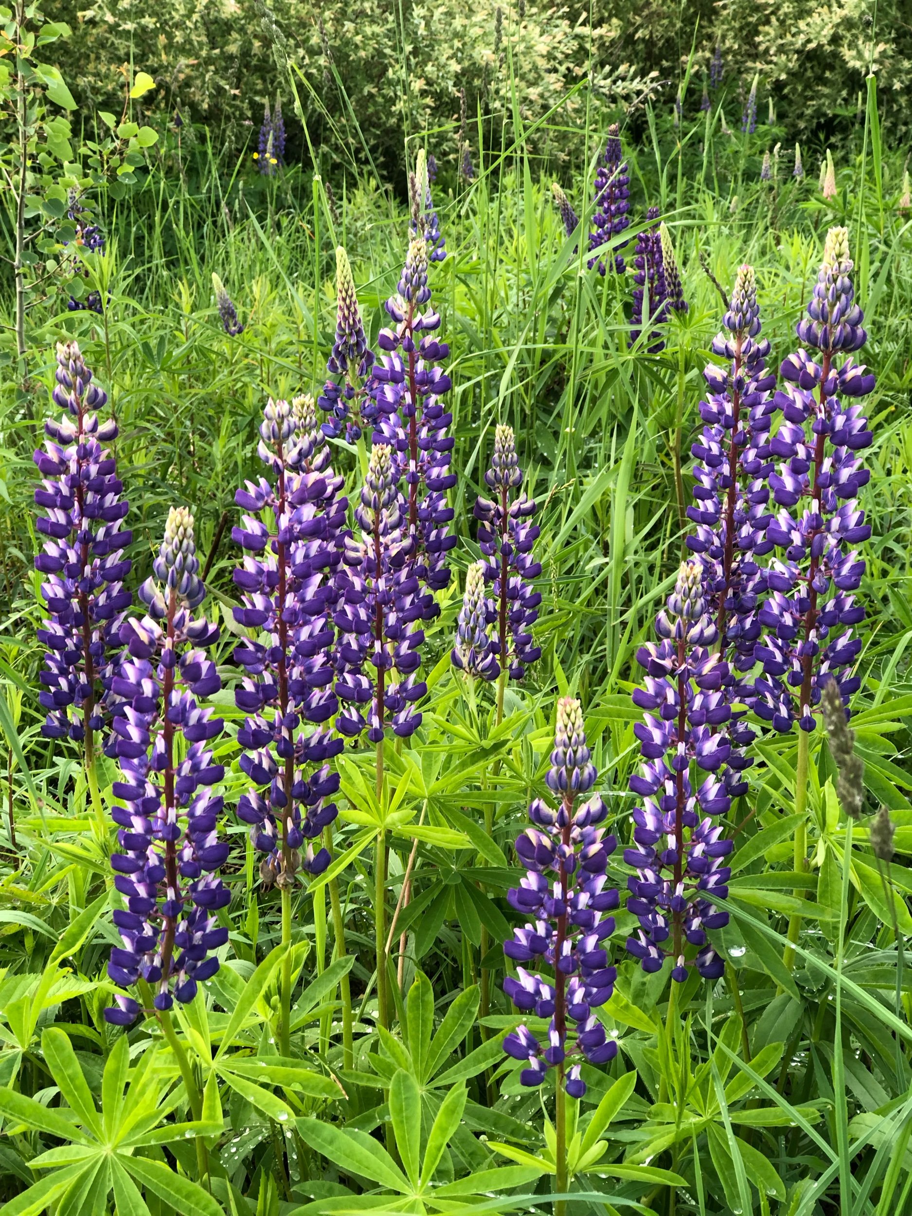  There were lupin all around the property, in full bloom. 
