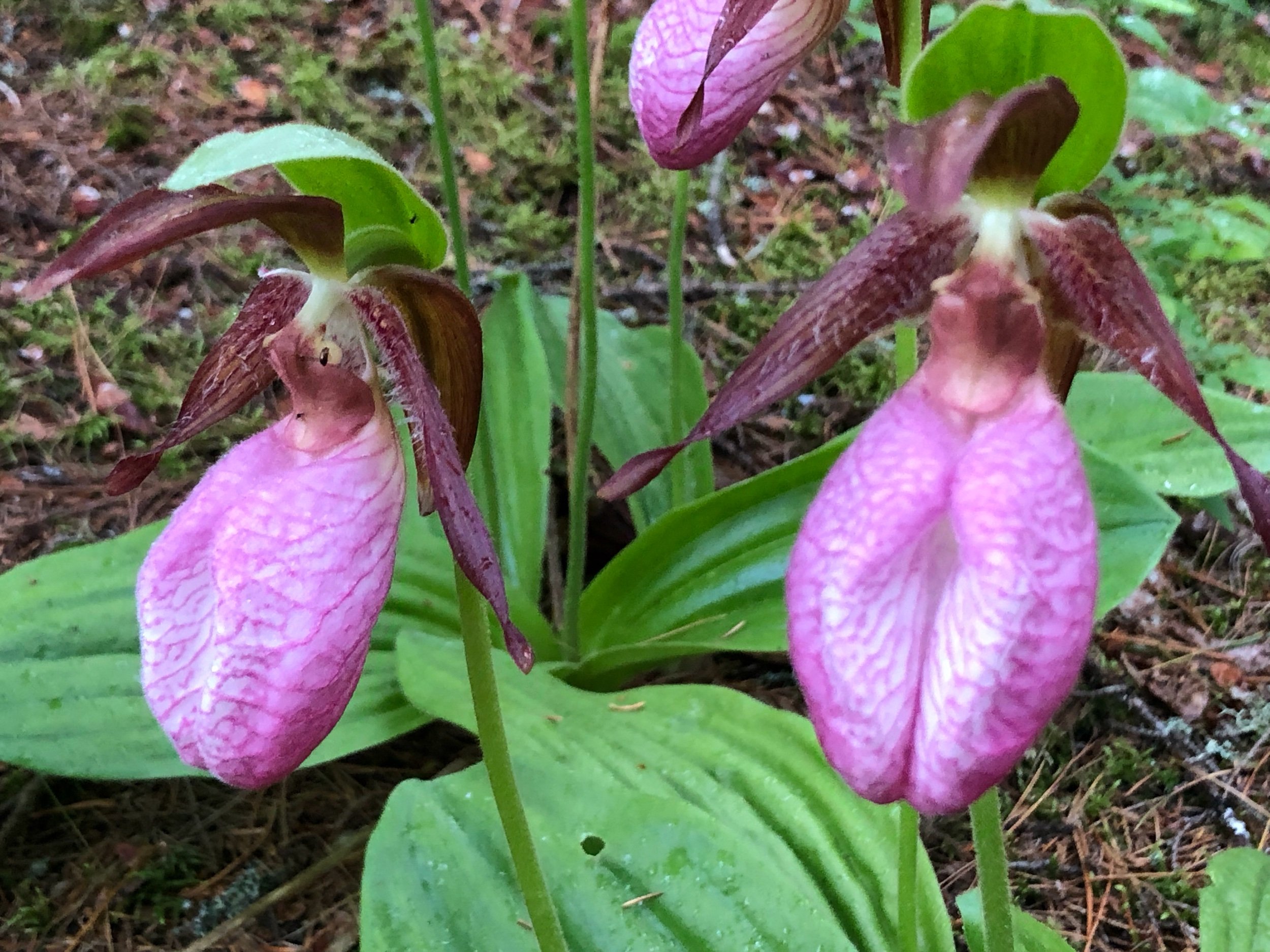  There were pink lady slippers all along the hike. I haven’t see these in years! 