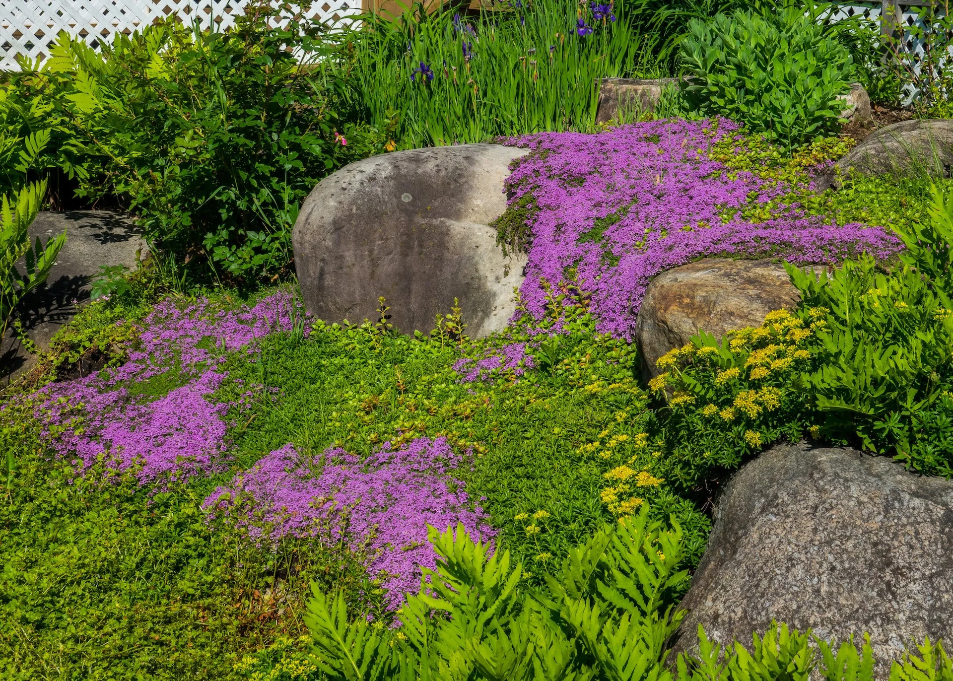  Very cool ground cover flowers in the back garden. 