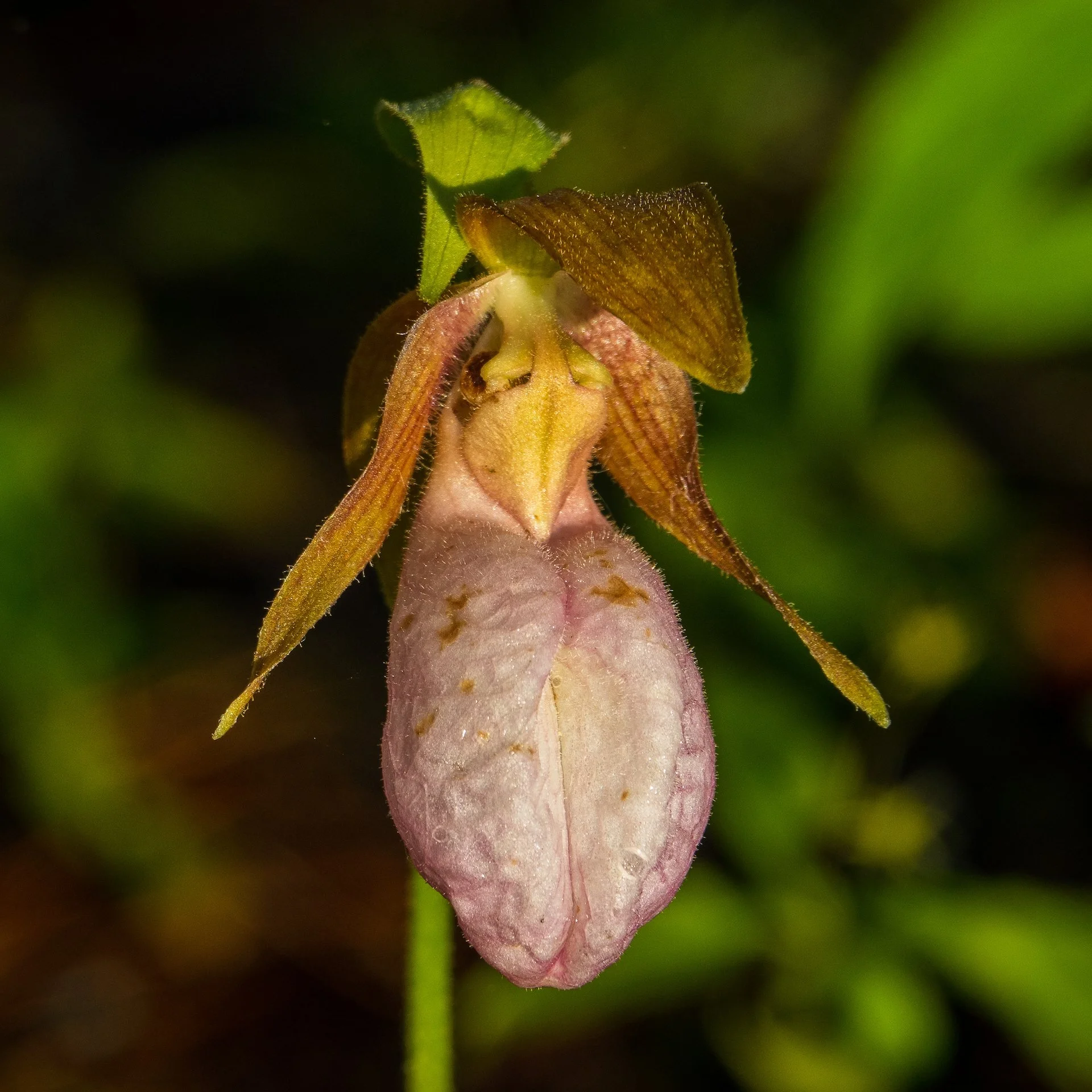  Lady slippers! I hadn’t seen these flowers in ages. 