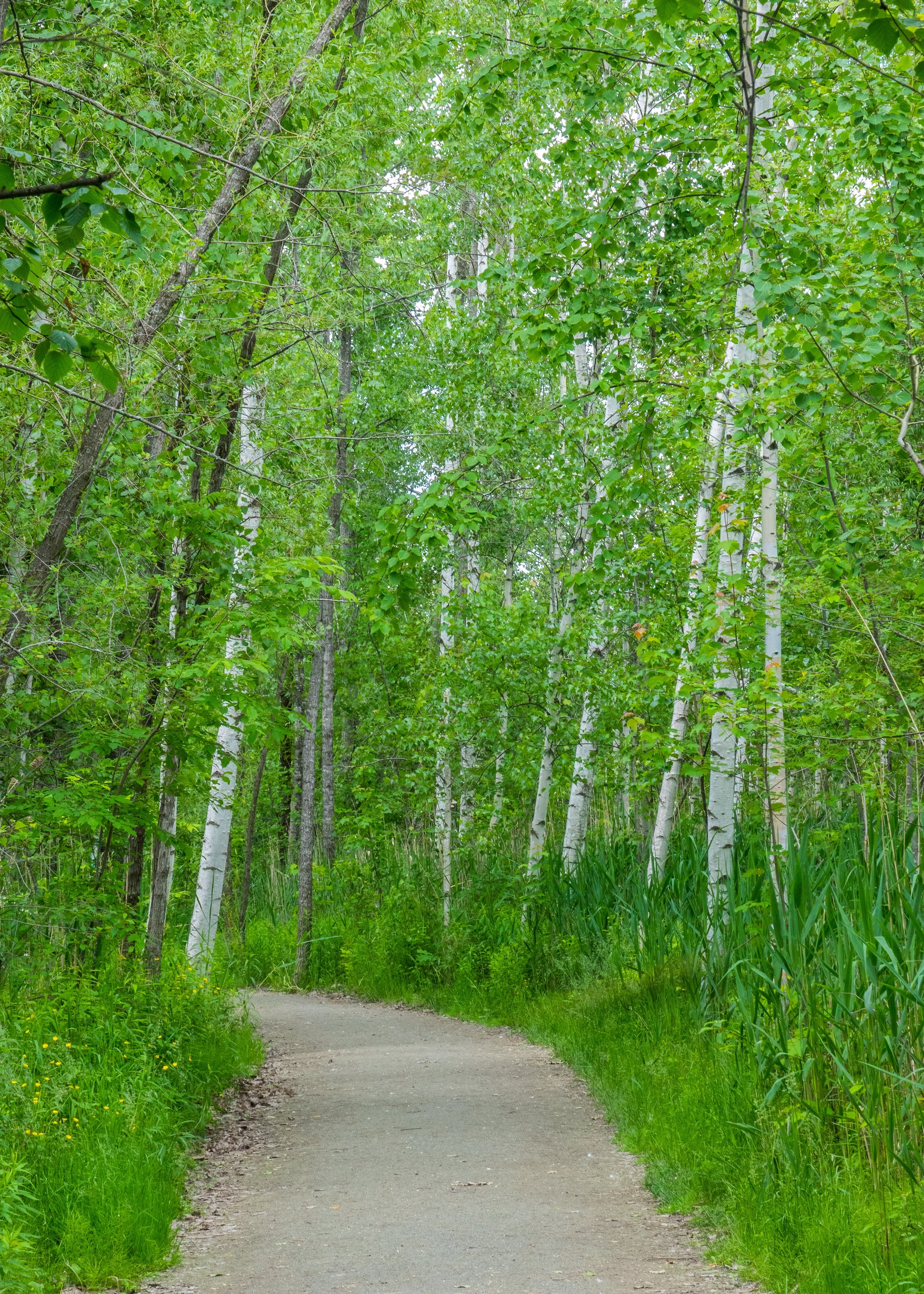 The walk started off through a lovely birch forest.