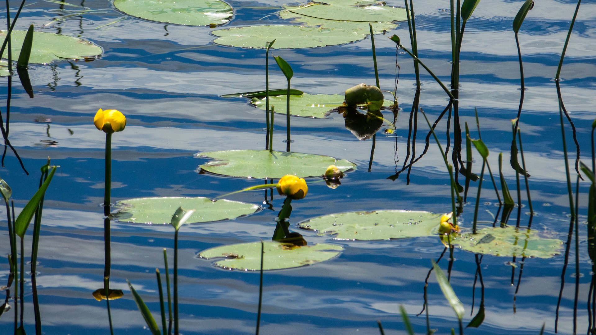 Lily pads on the river.