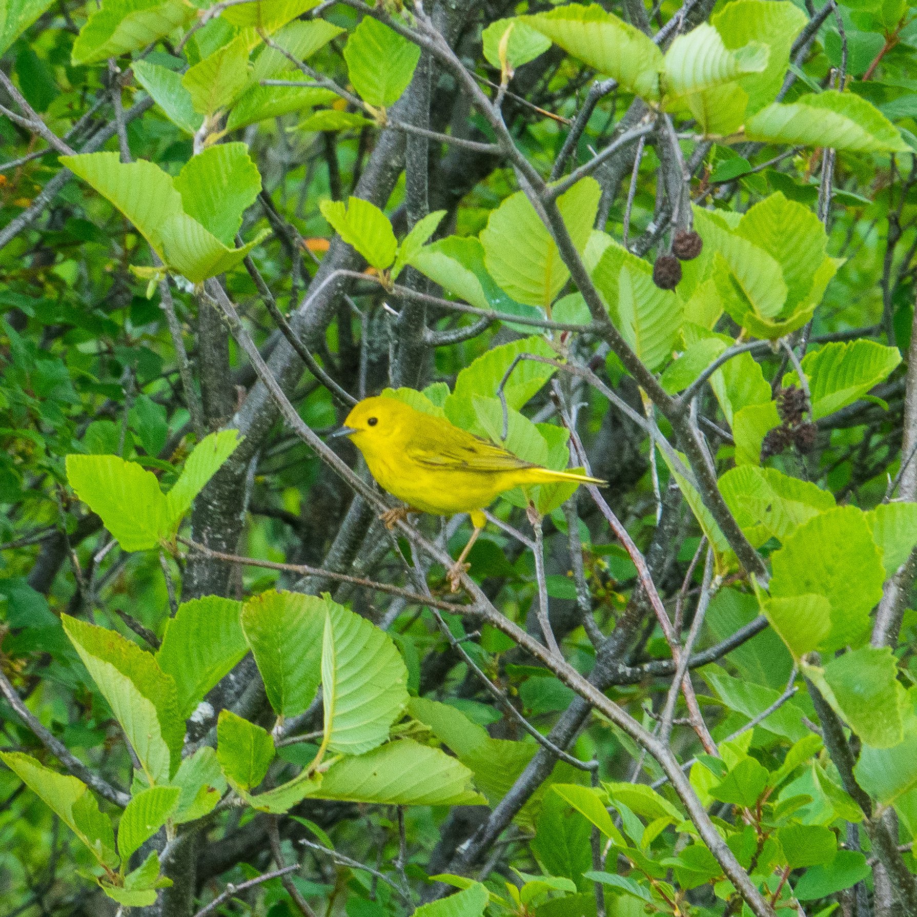 Yellow Warbler