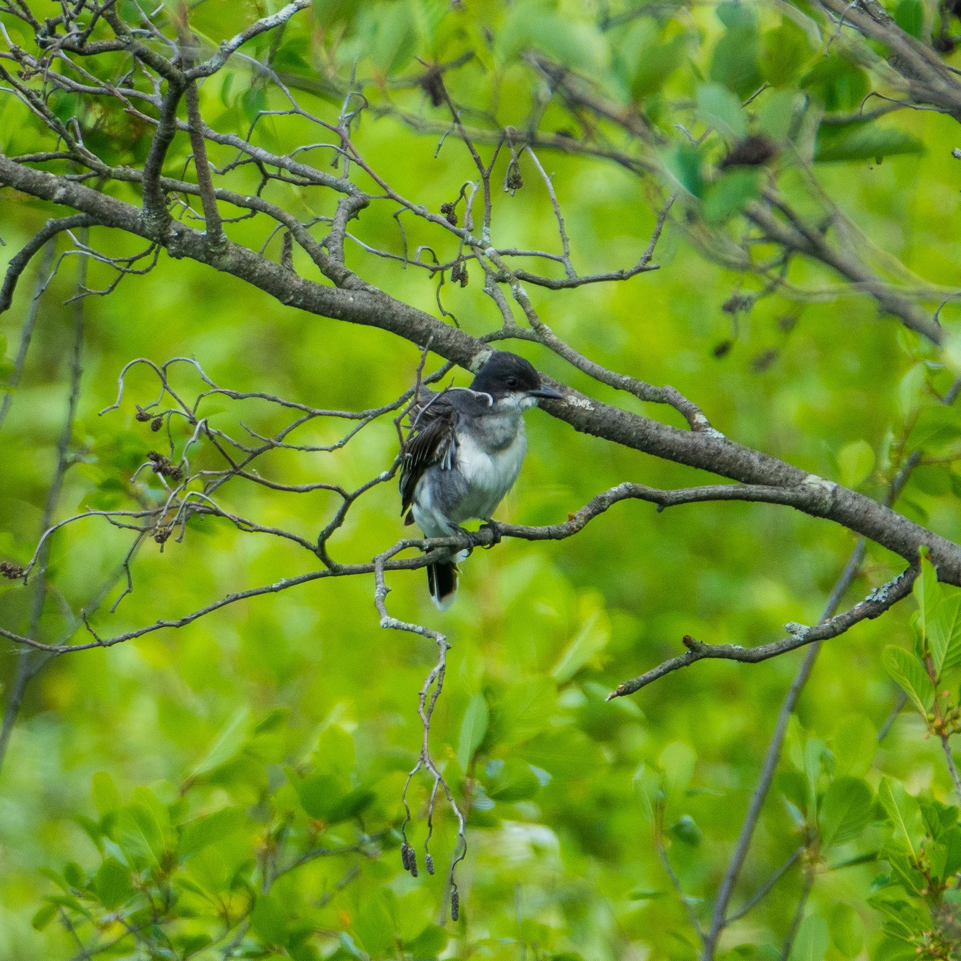 Eastern Kingbird (new!)