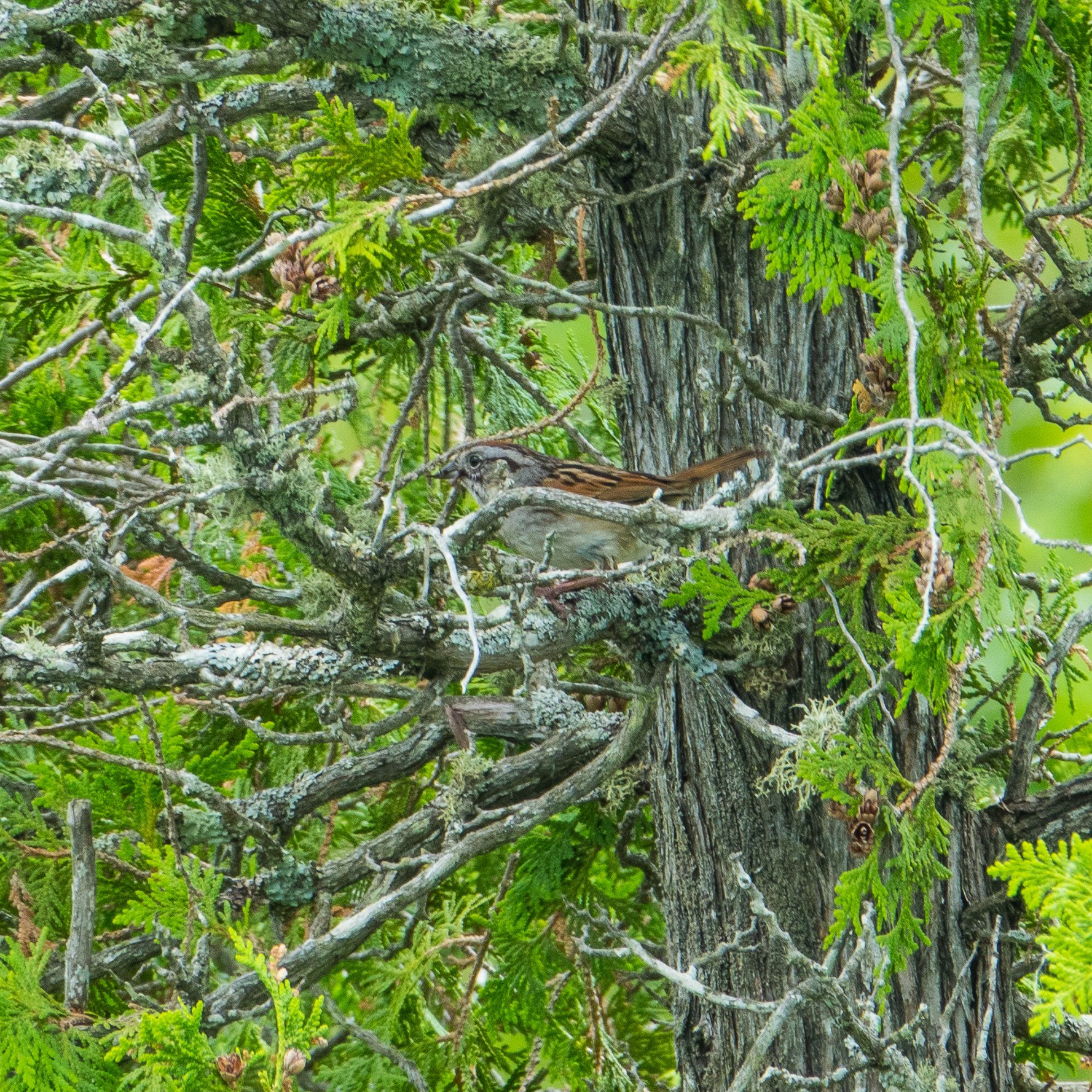 Swamp Sparrow (new!)