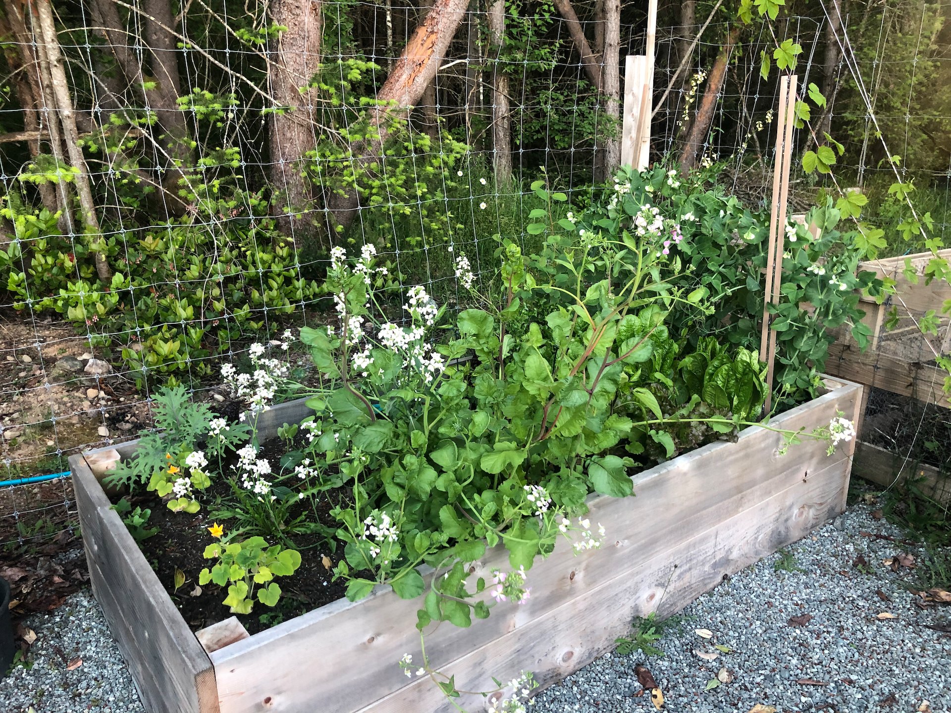  Sadly, the remaining radishes bolted on me and got a little out of control. The peas are all in flower - surprisingly late. 
