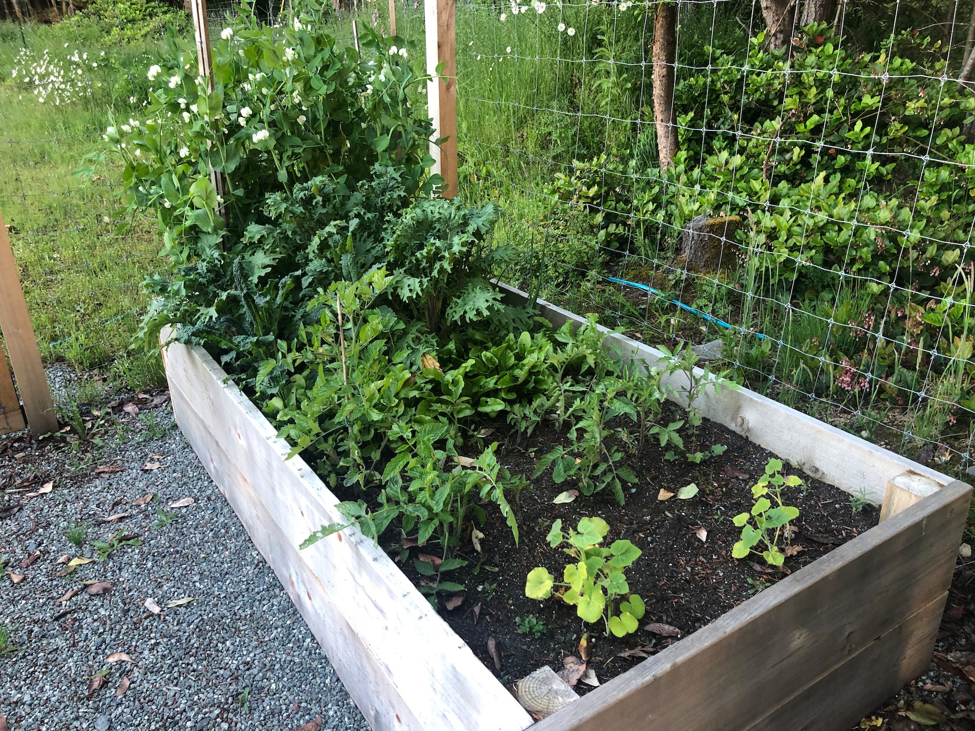  IN the other box the peas are also doing well, as is the kale. The squash are way behind where they were last year. 