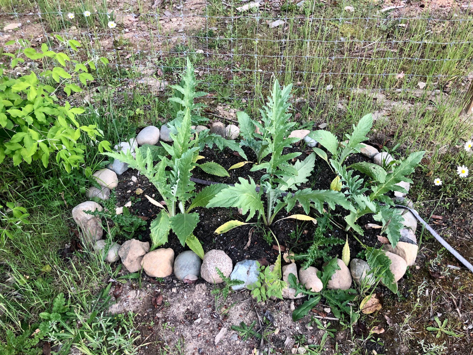  The artichokes are growing well. 