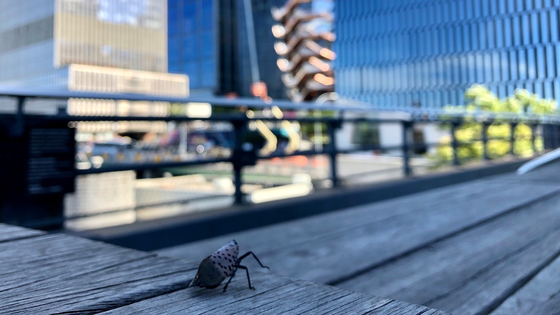  A bug’s big day out. Justine noticed this little guy on one of the benches. 