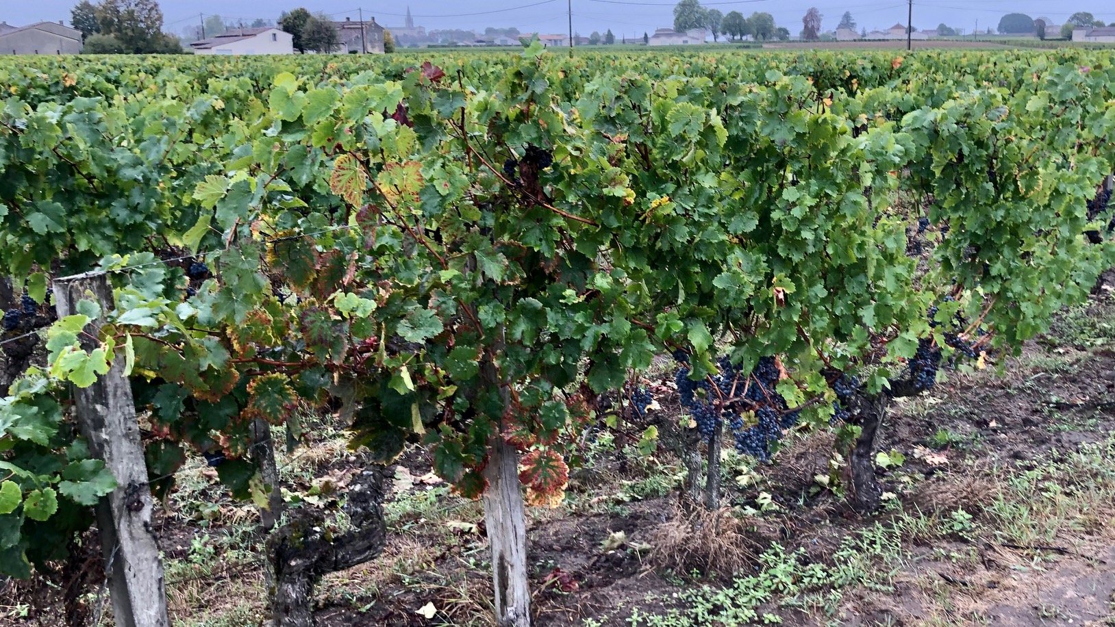 Grapes in the vineyard at Chateau Cote de Baleau