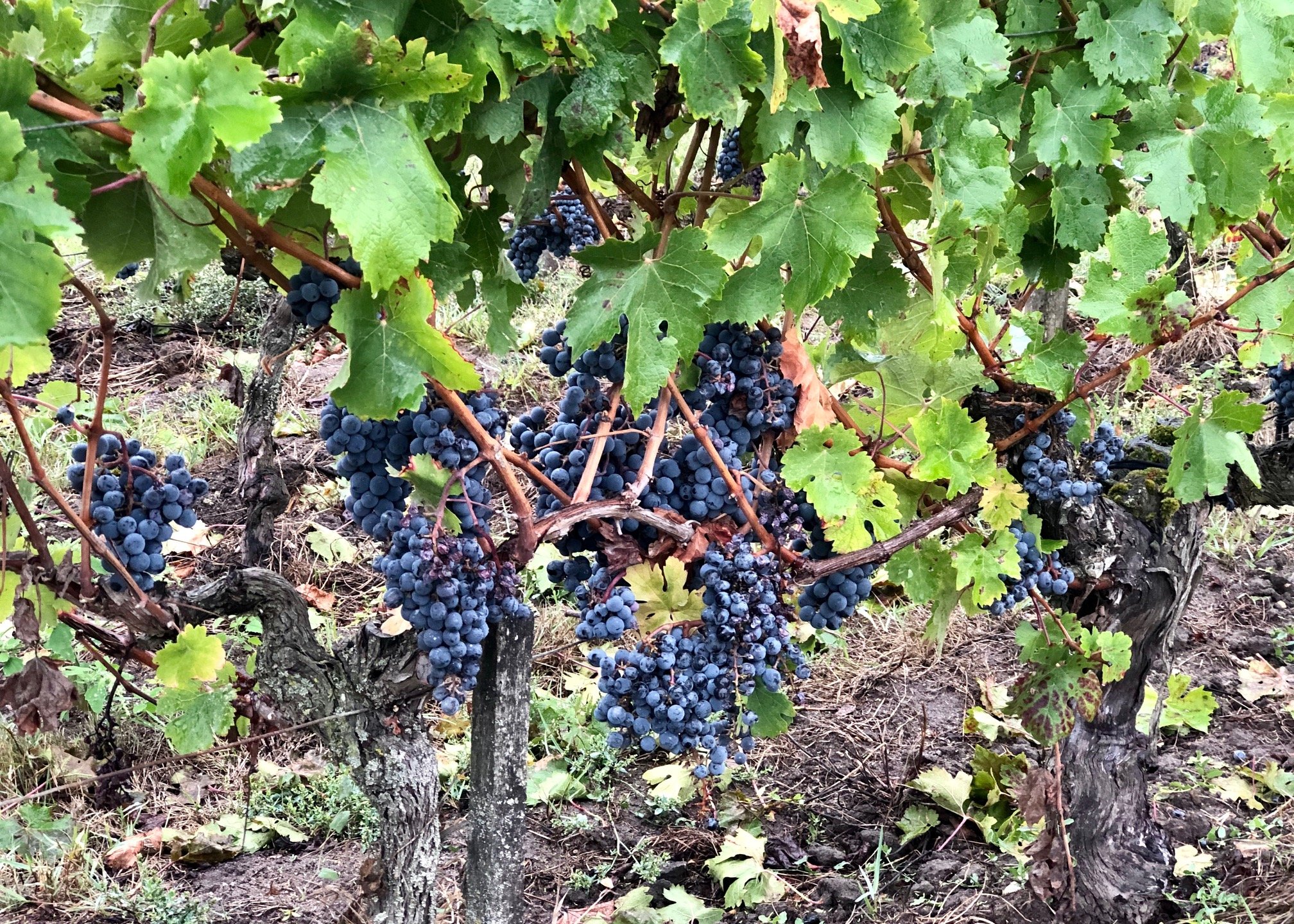  Despite the weather, there were still some grapes on the vines. 