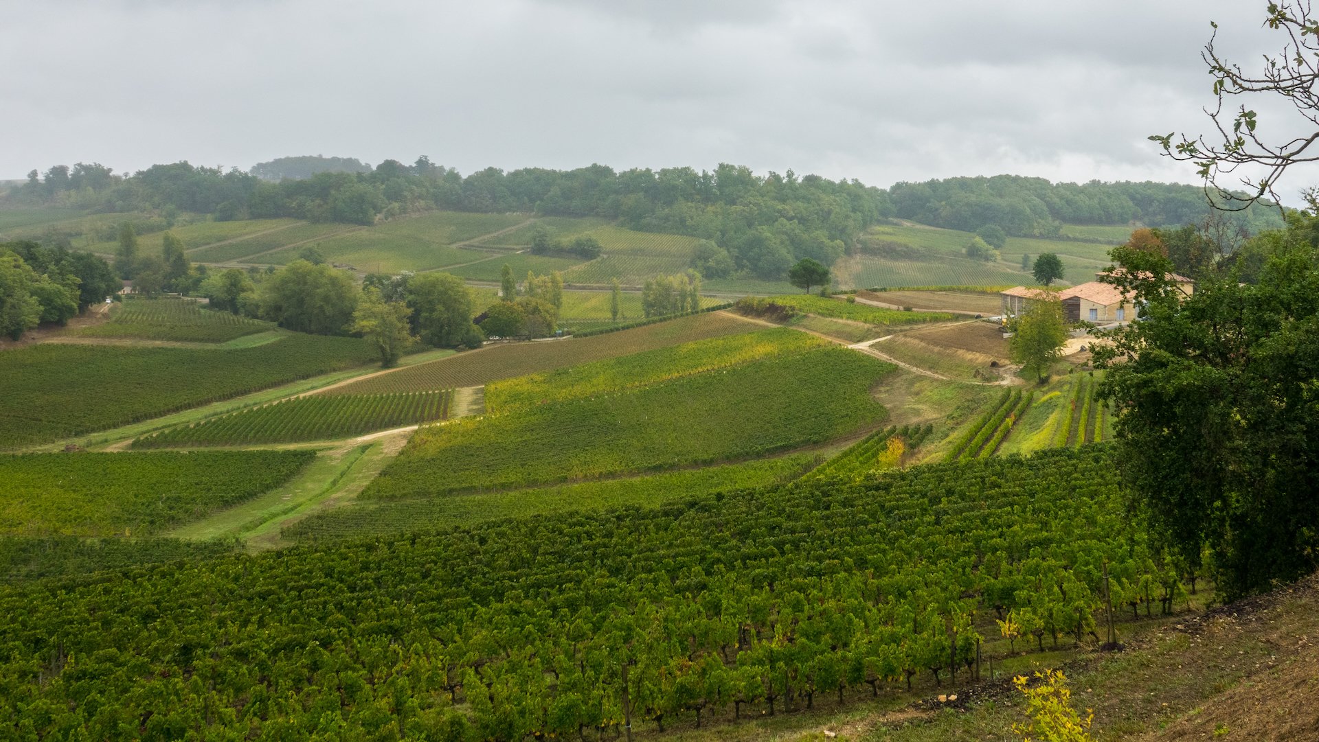  You can see the mix of old, mature vineyards with new plantings, securing the future of the winery.  