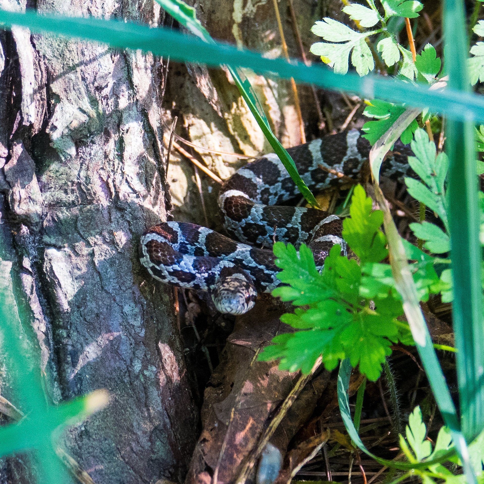  We found this tiny milk snake on our hike. 