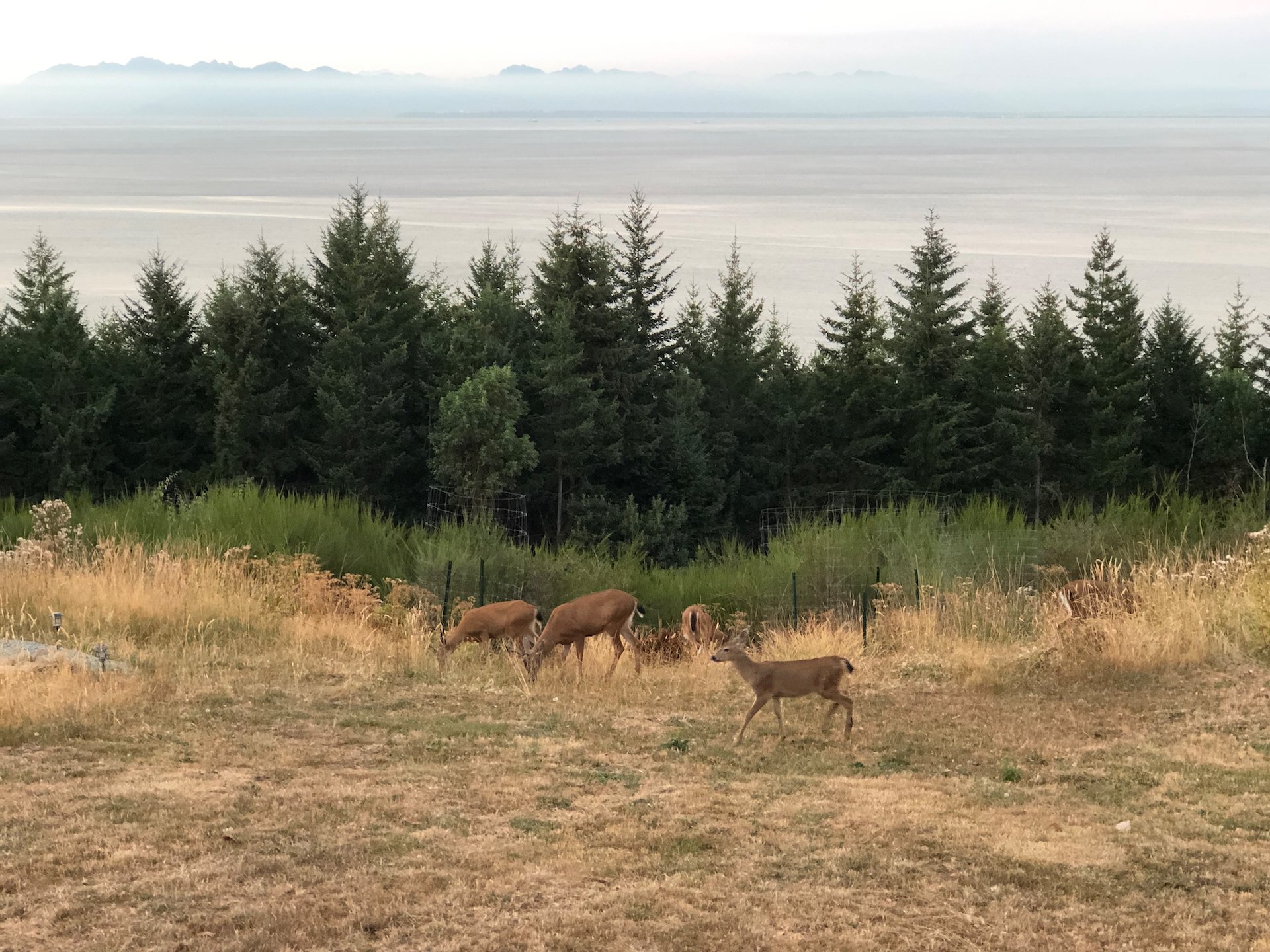  Our local deer herd have become regulars. 