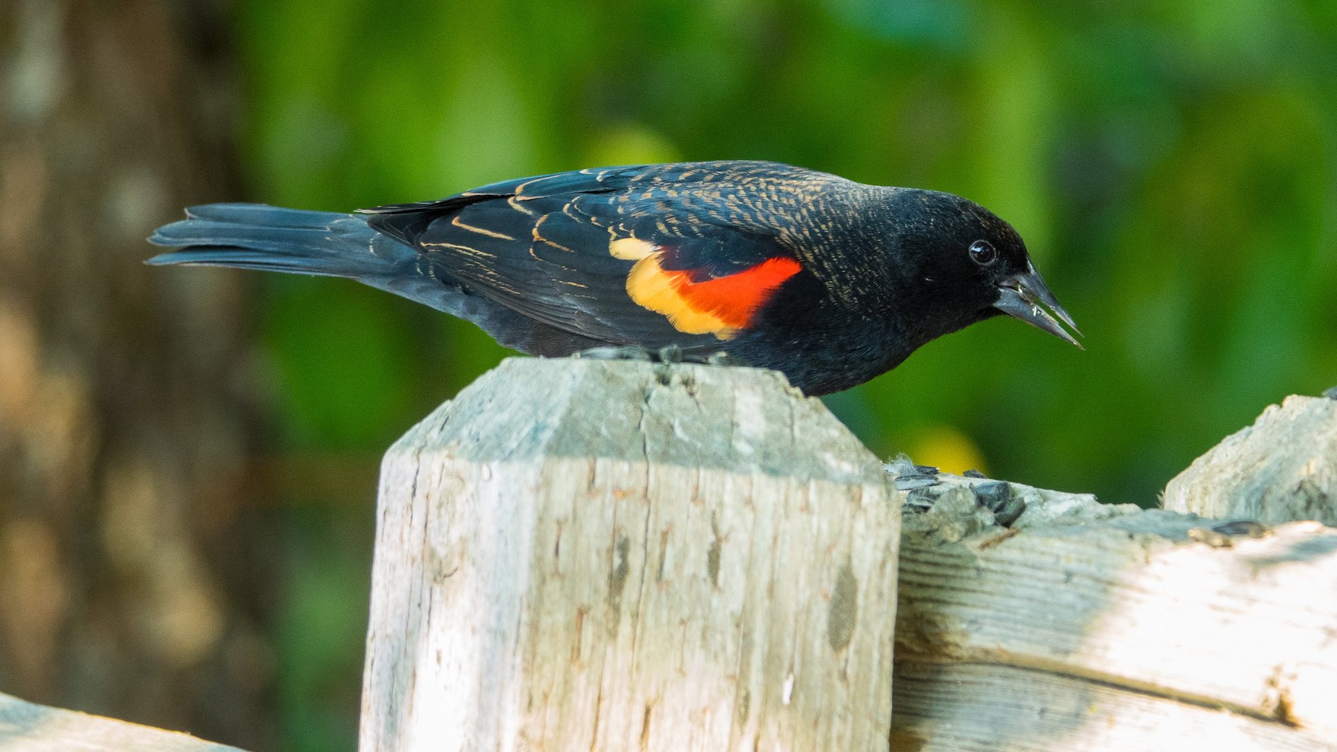  Red-winged blackbird  -good light to show off the red in his wing. 