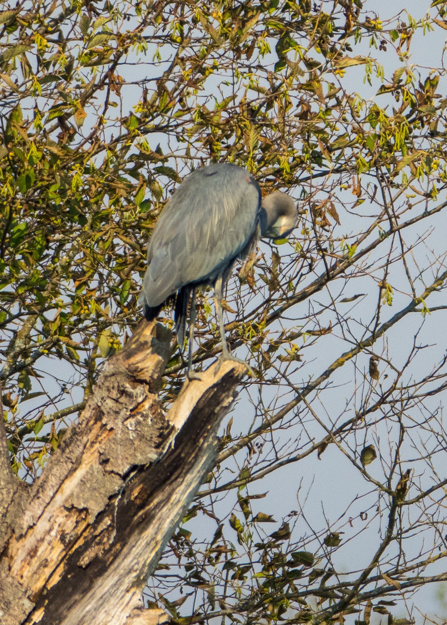  There were a crazy number of blue herons on the large pond near the entrance. 